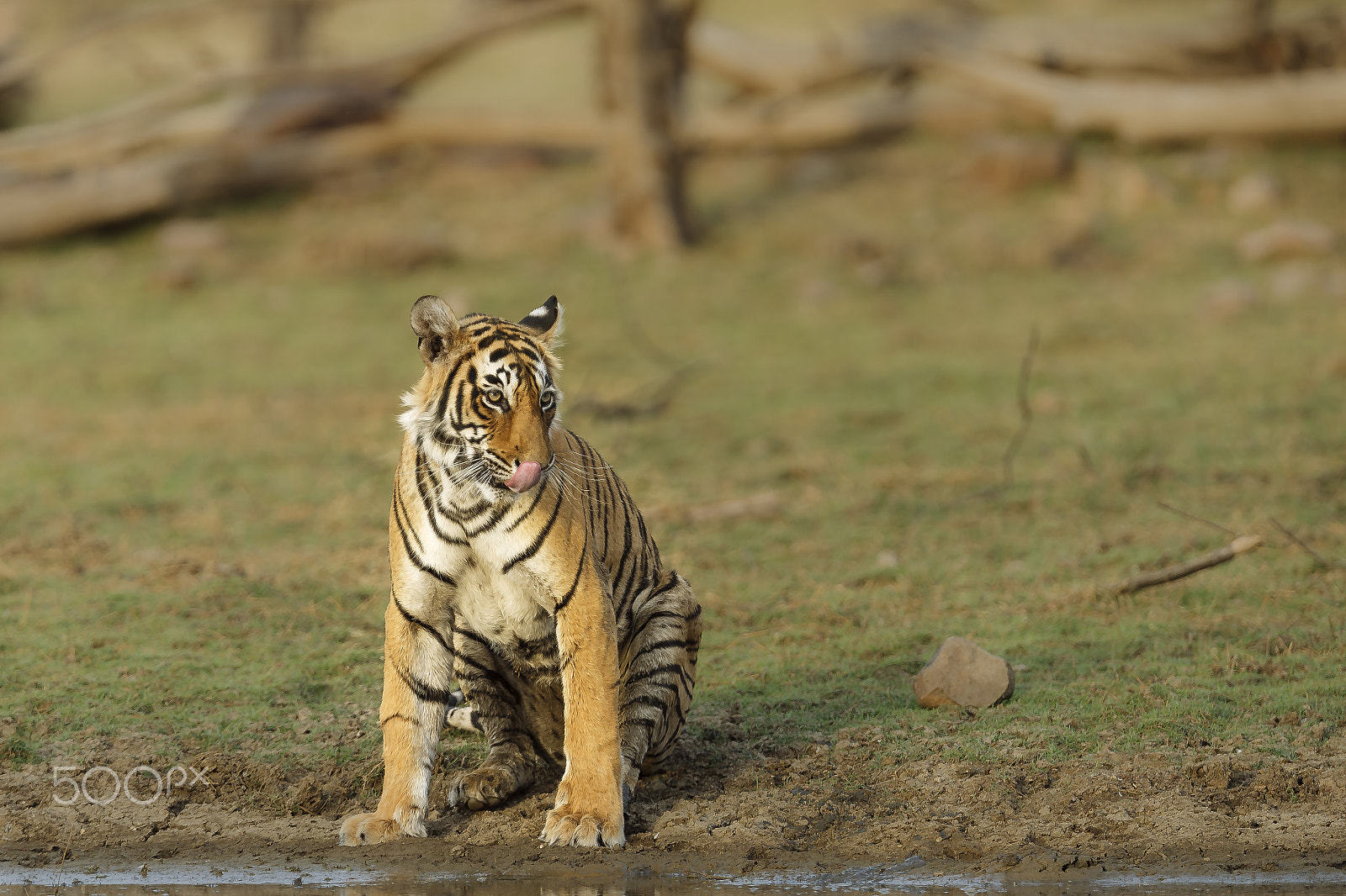 Canon EF 400mm F2.8L IS II USM sample photo. Satiated thirst photography