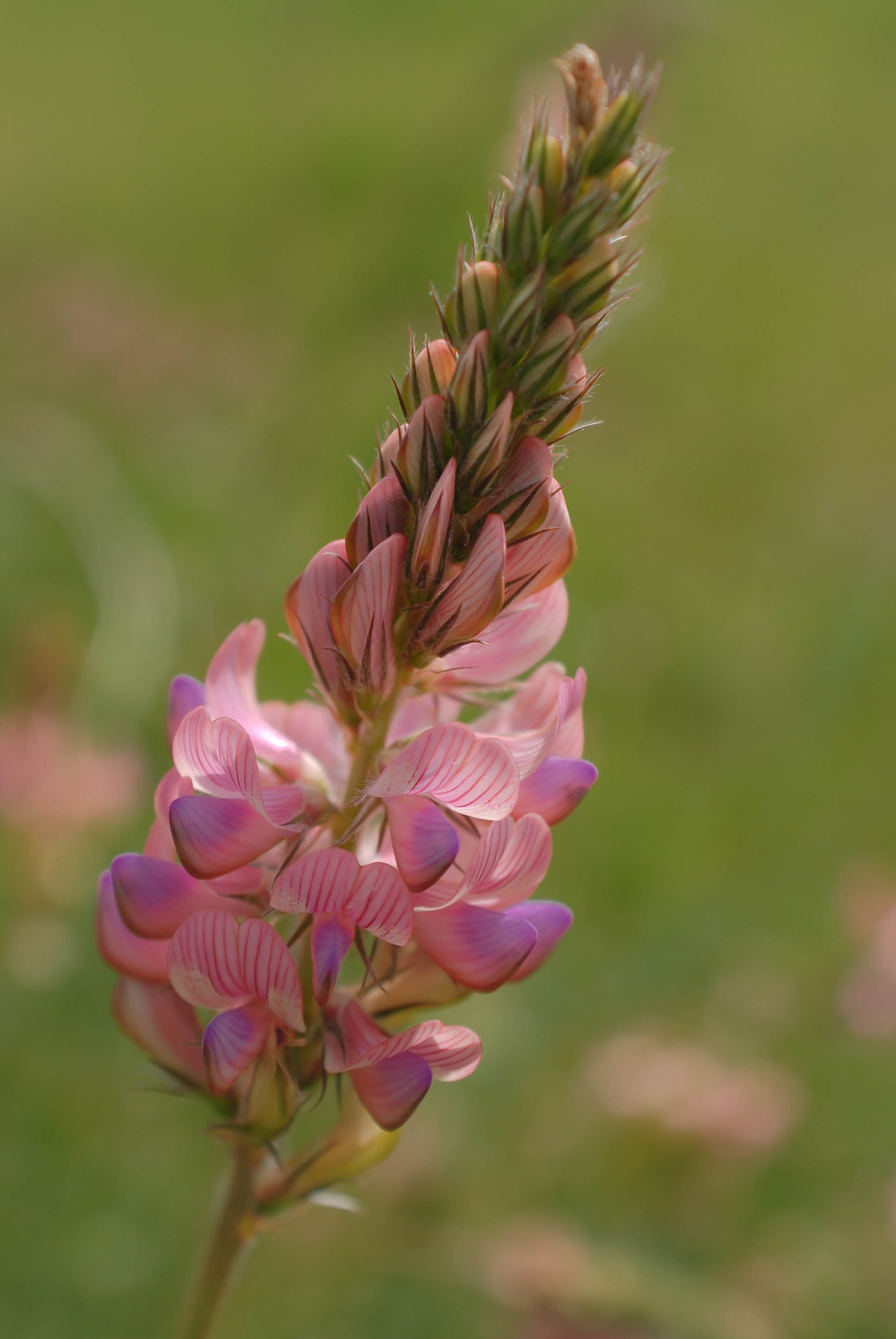 Nikon D200 + AF Zoom-Nikkor 28-85mm f/3.5-4.5 sample photo. Le sainfoin photography