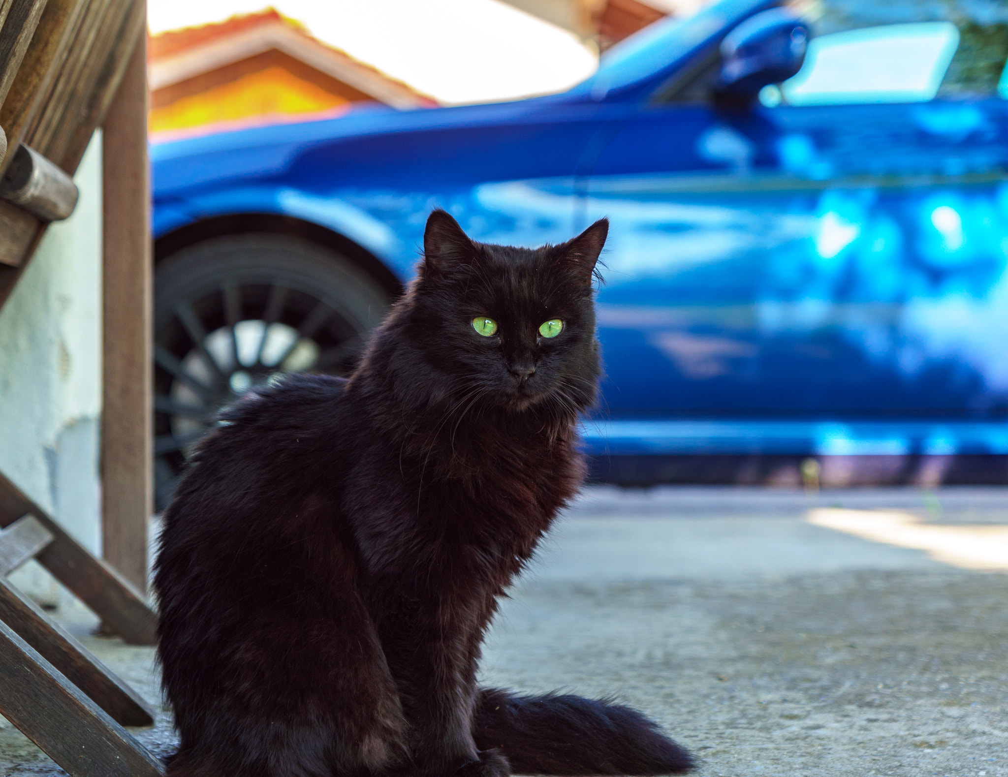 Sony SLT-A68 + Sony DT 16-50mm F2.8 SSM sample photo. My cat kira photography