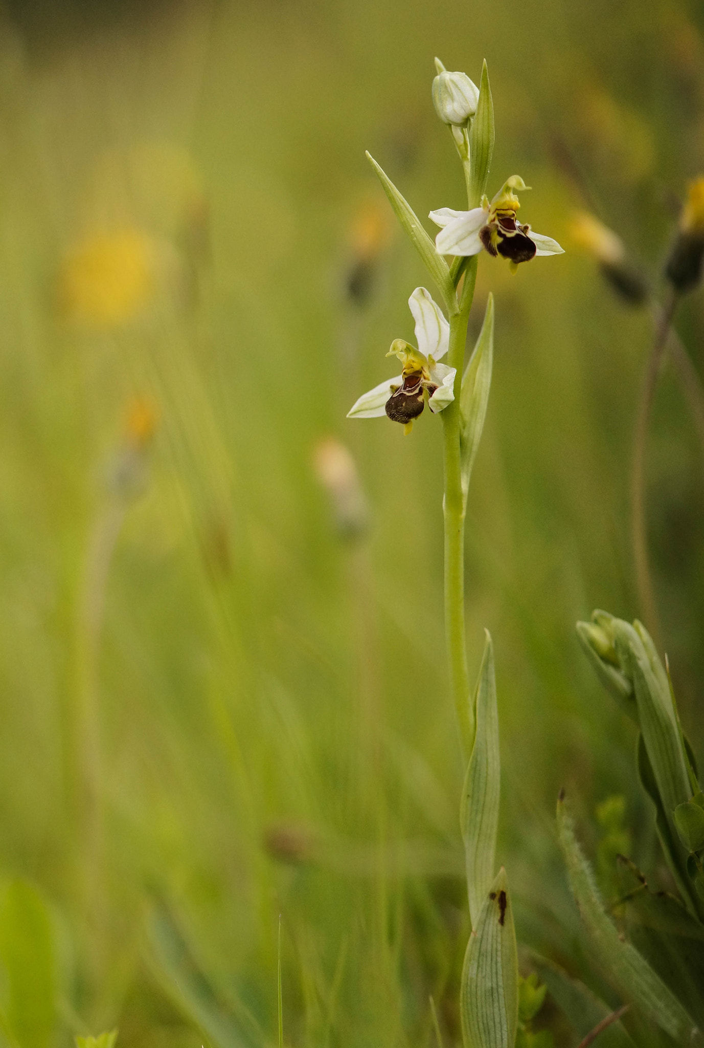 Sony SLT-A57 + 105mm F2.8 sample photo. Ophrys apifera hypochrome photography