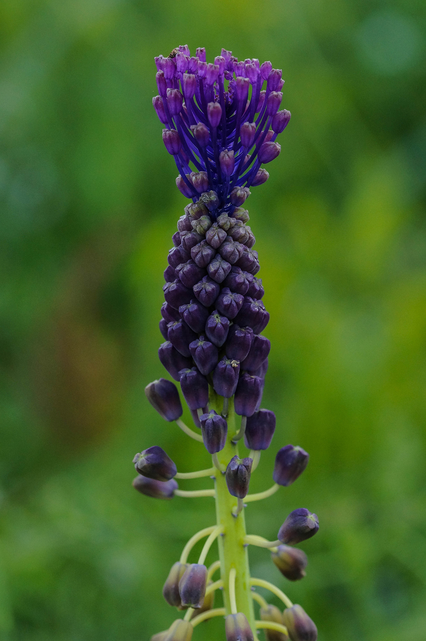 Sony SLT-A57 + 105mm F2.8 sample photo. Muscari à toupet photography