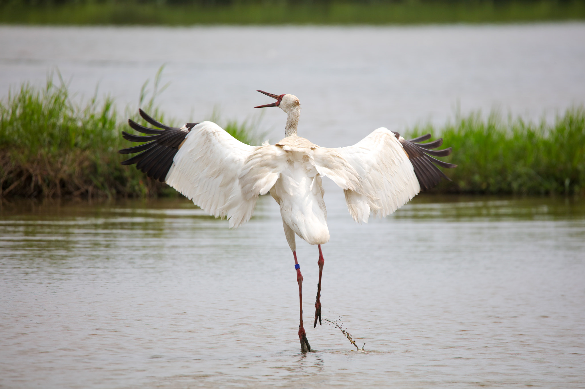 Tamron SP 150-600mm F5-6.3 Di VC USD sample photo. Siberian crane photography