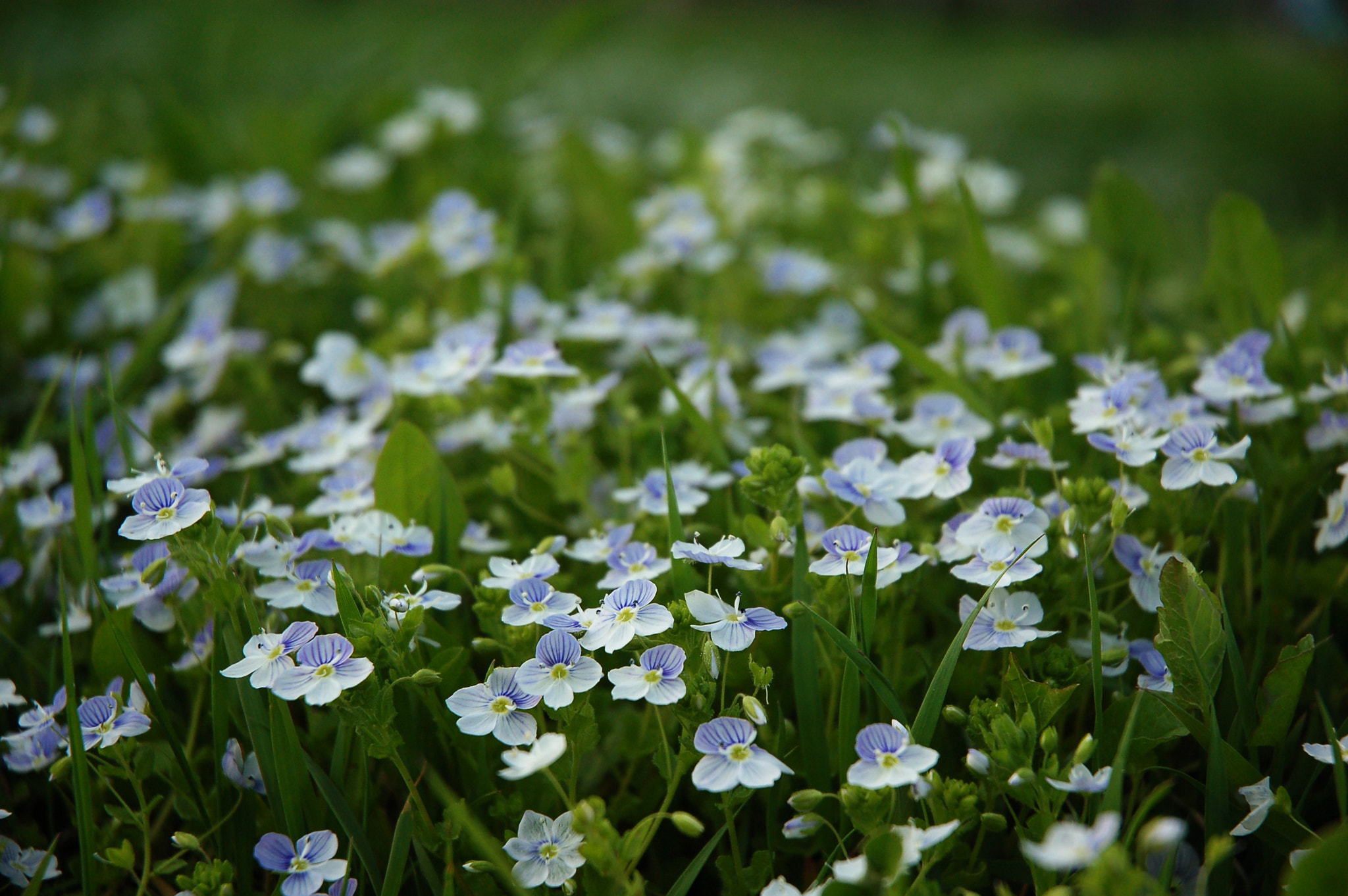 Nikon D50 sample photo. Noname photography