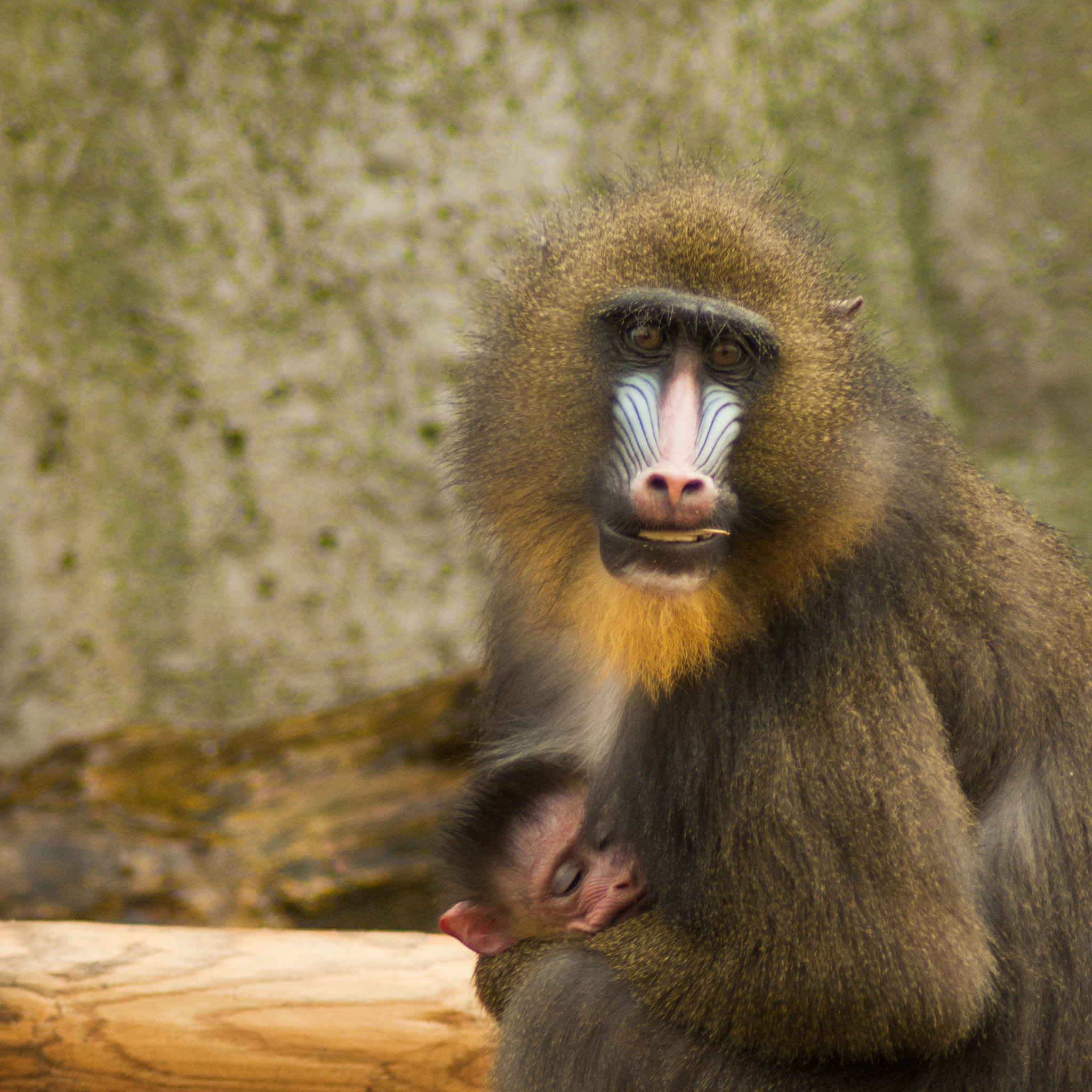 Tamron AF 70-300mm F4-5.6 Di LD Macro sample photo. A mom's eyes don't lie - mandrill mother and baby photography