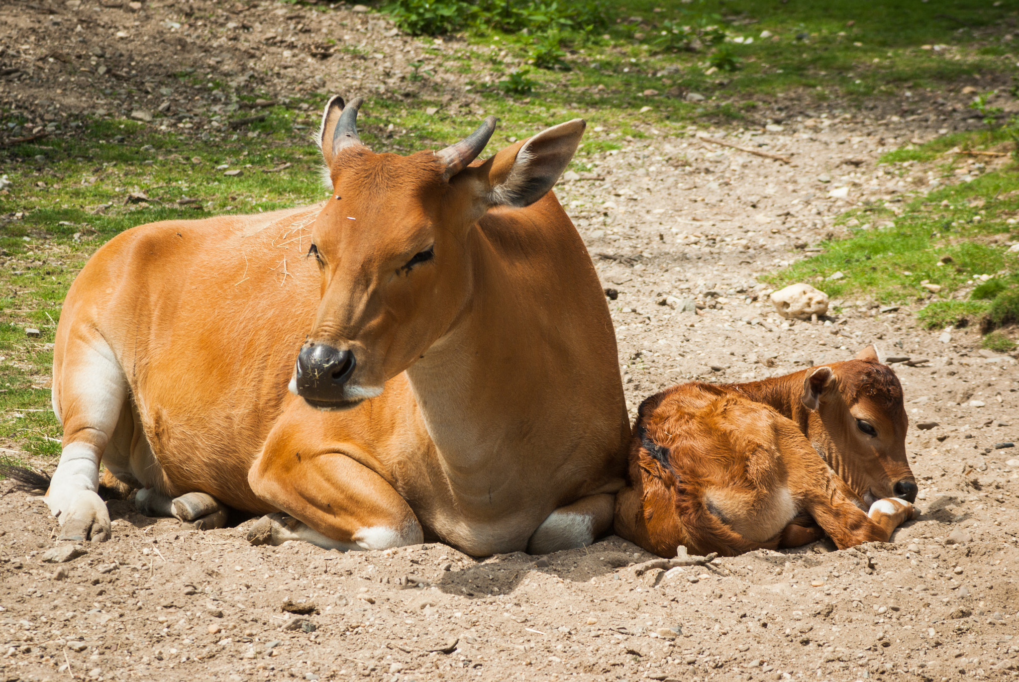 Tamron AF 70-300mm F4-5.6 Di LD Macro sample photo. Relaxed in the sun - mama banteng and calf photography