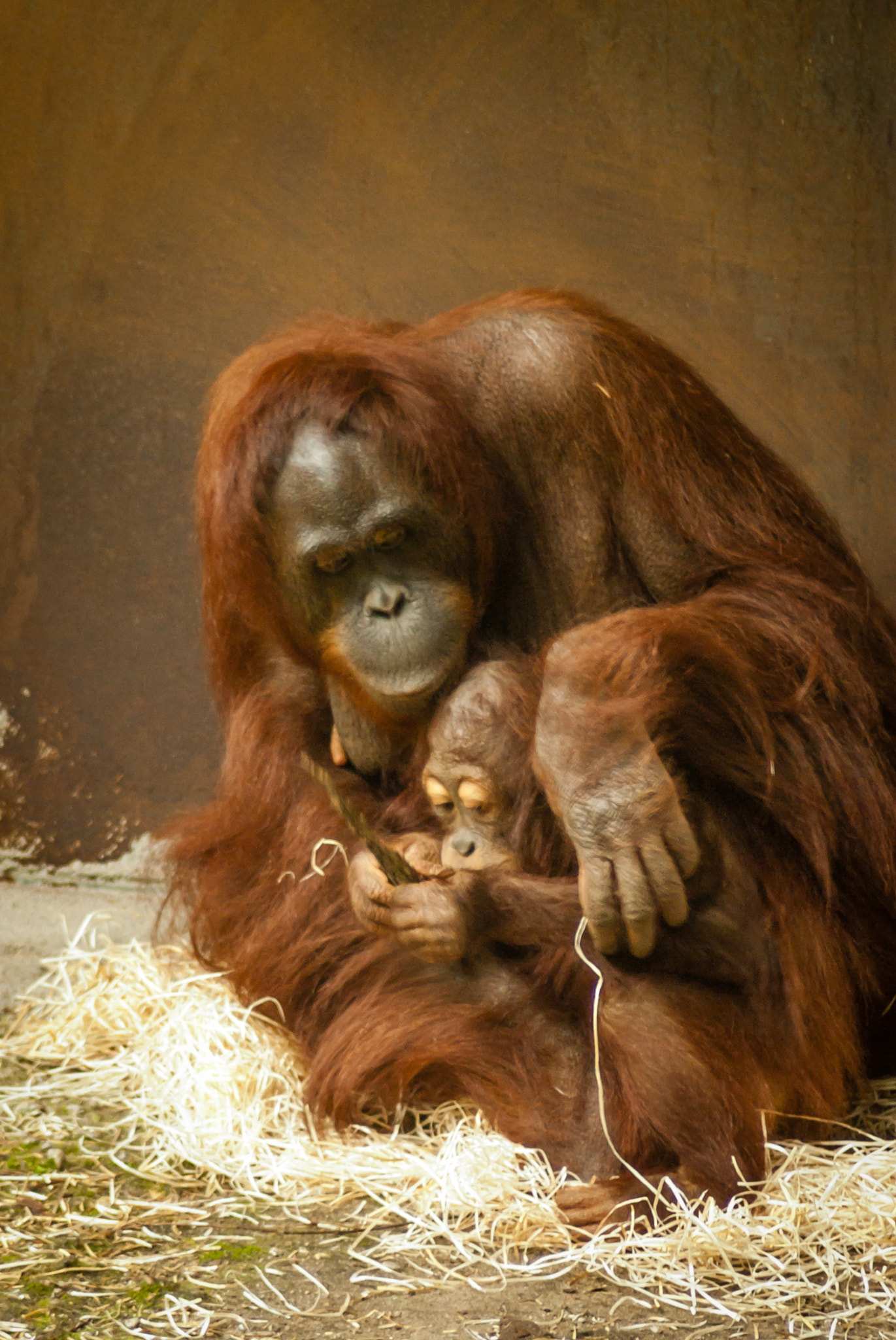 Tamron AF 70-300mm F4-5.6 Di LD Macro sample photo. Mom and baby orang utan photography