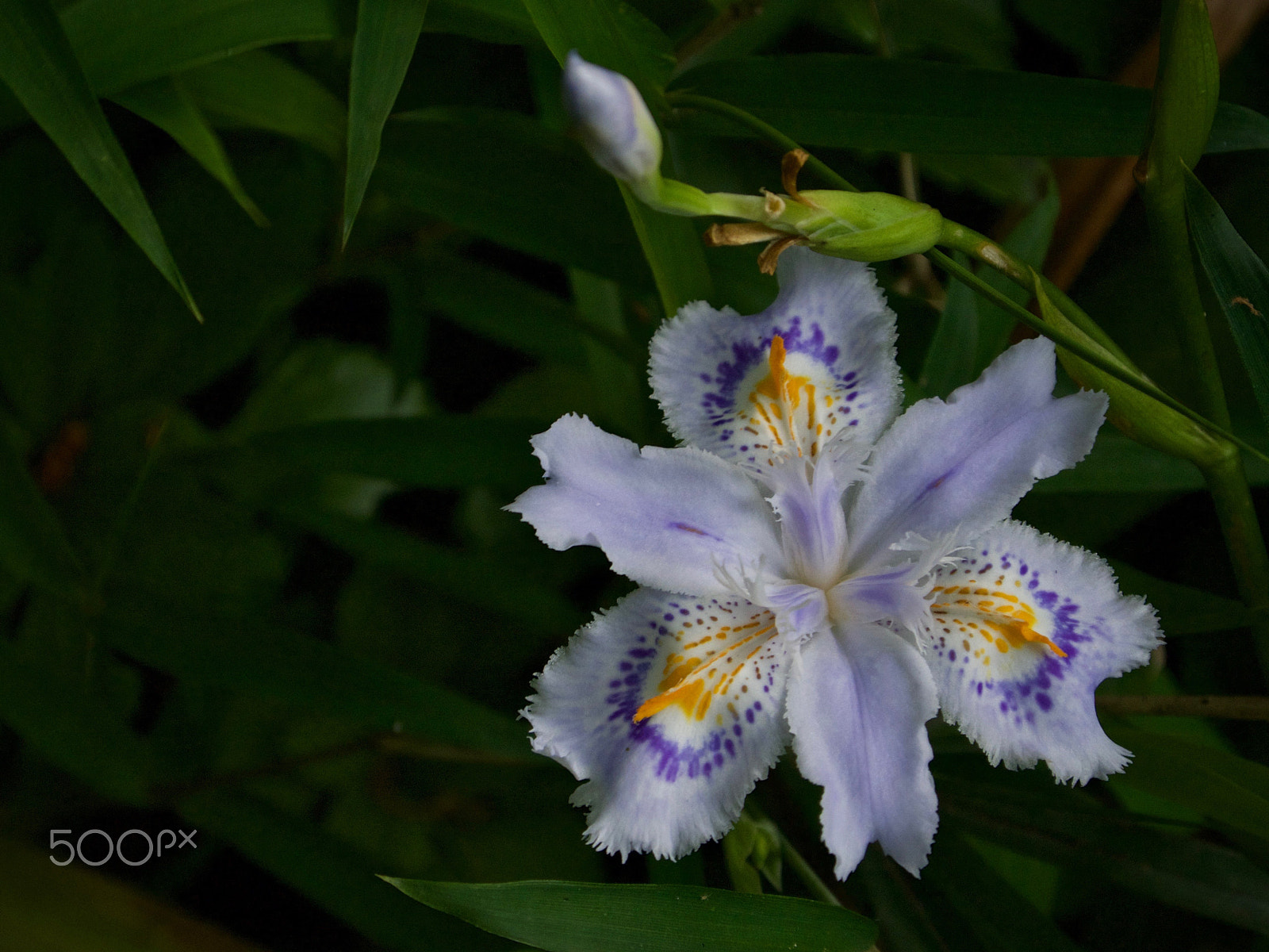 Nikon 1 J2 sample photo. Wild shaga iris photography