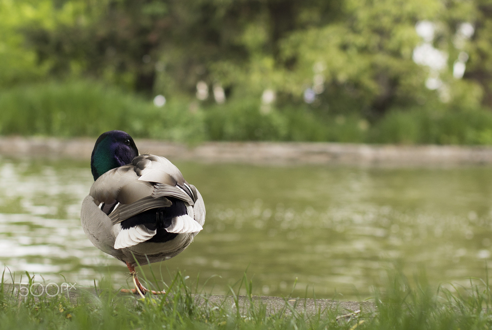 Canon EOS 760D (EOS Rebel T6s / EOS 8000D) + Canon EF 50mm F1.4 USM sample photo. The one-legged duck photography