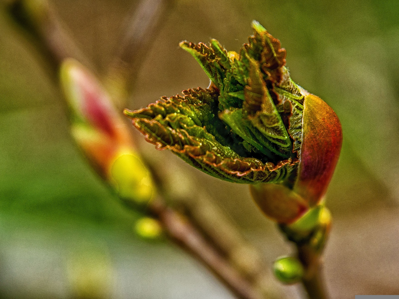 Olympus OM-D E-M5 sample photo. Bursting out photography