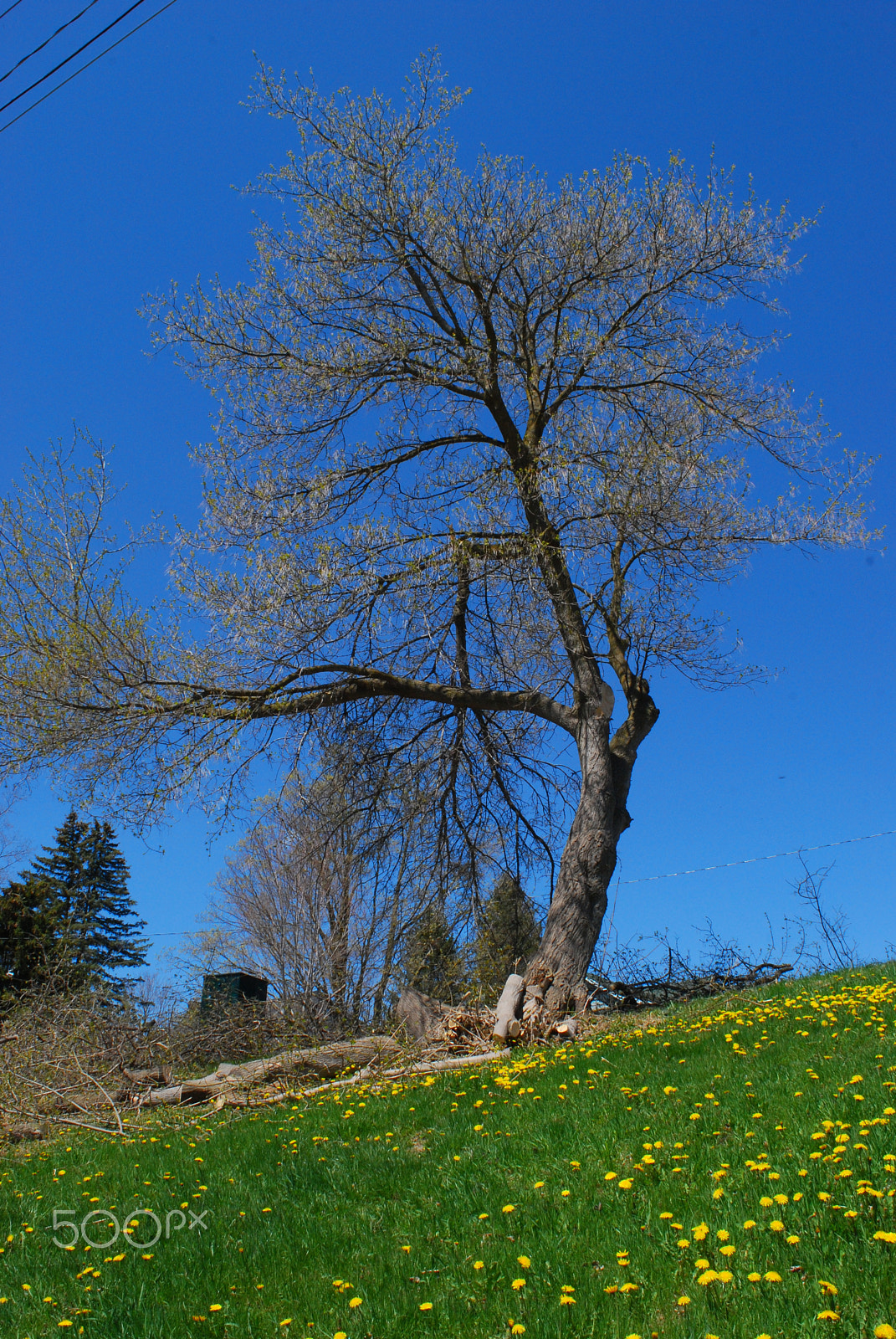 Nikon D60 sample photo. Spring clean up after ice storm photography