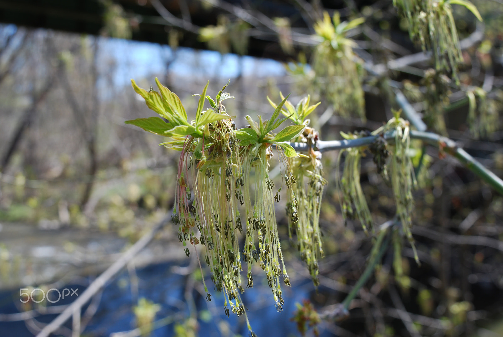 Nikon D60 sample photo. Spring growth photography