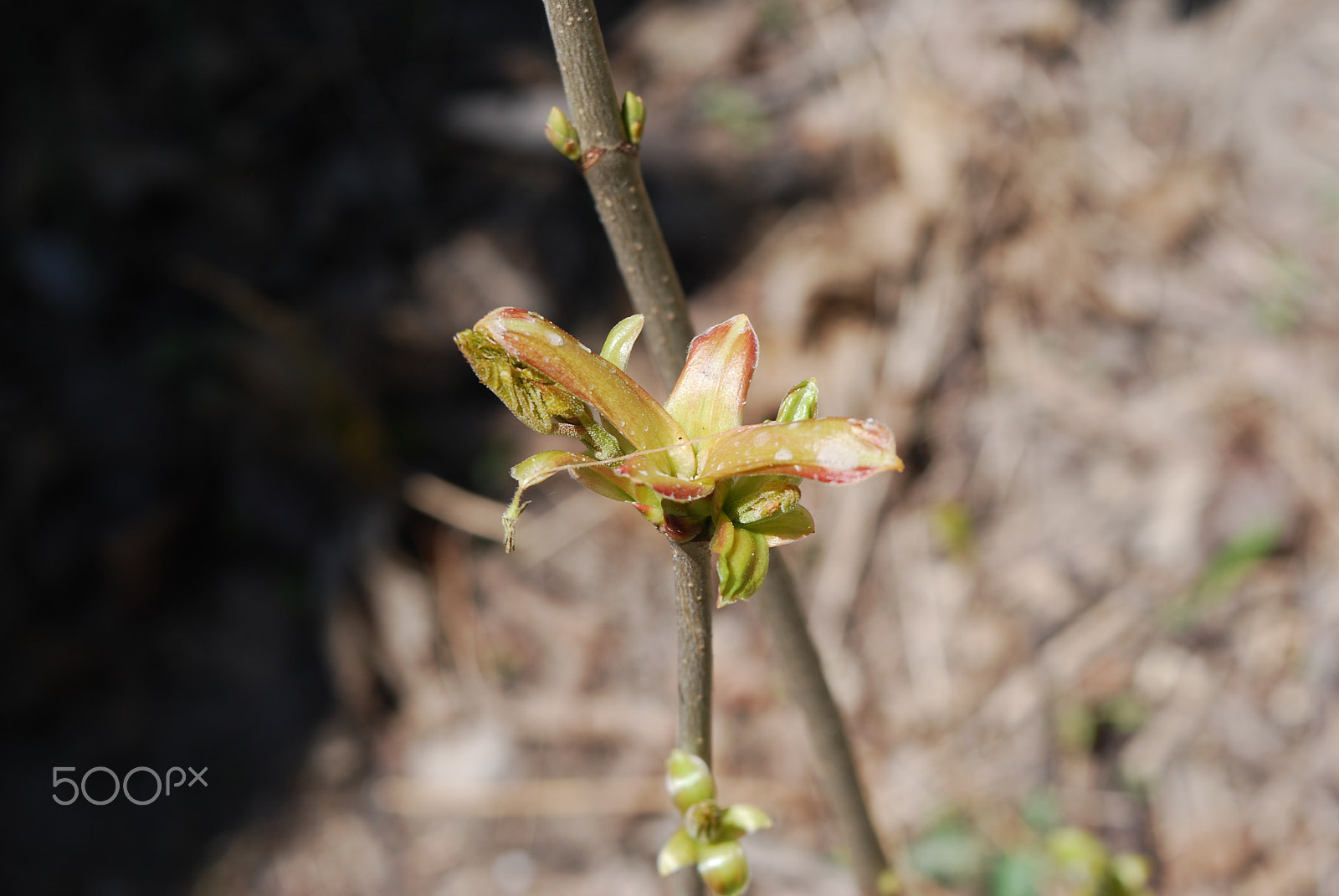 Nikon D60 sample photo. Spring bloom photography