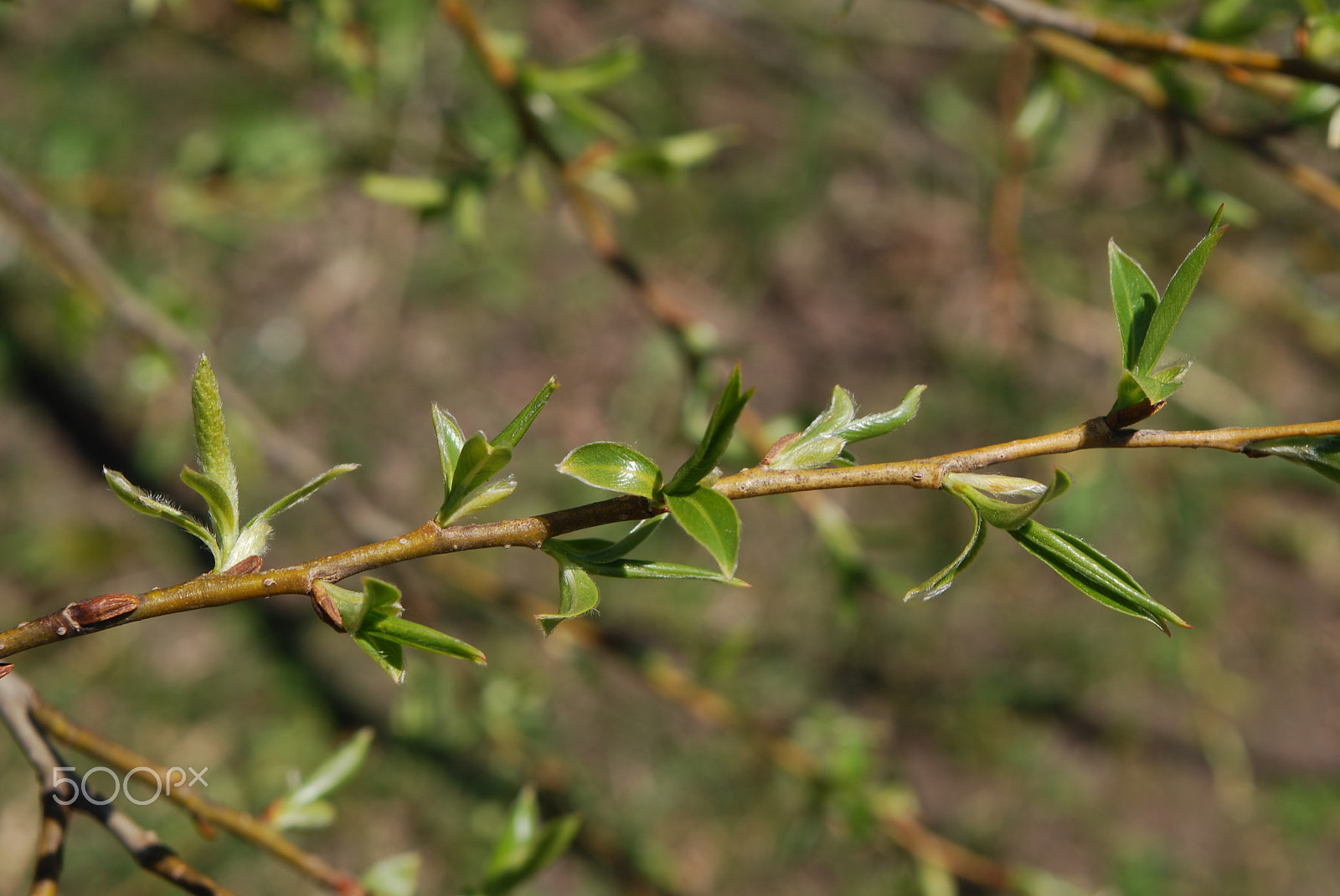 Nikon D60 sample photo. Spring bloom photography