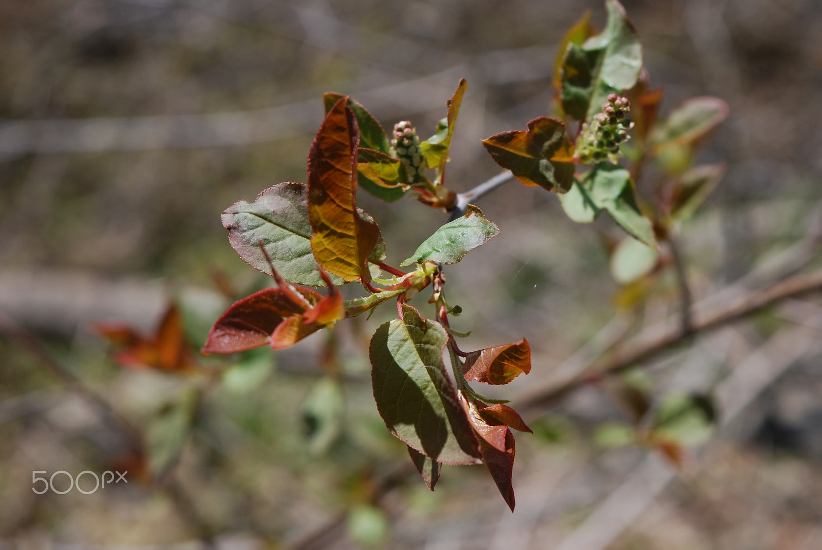 Nikon D60 sample photo. Springtime bloom photography