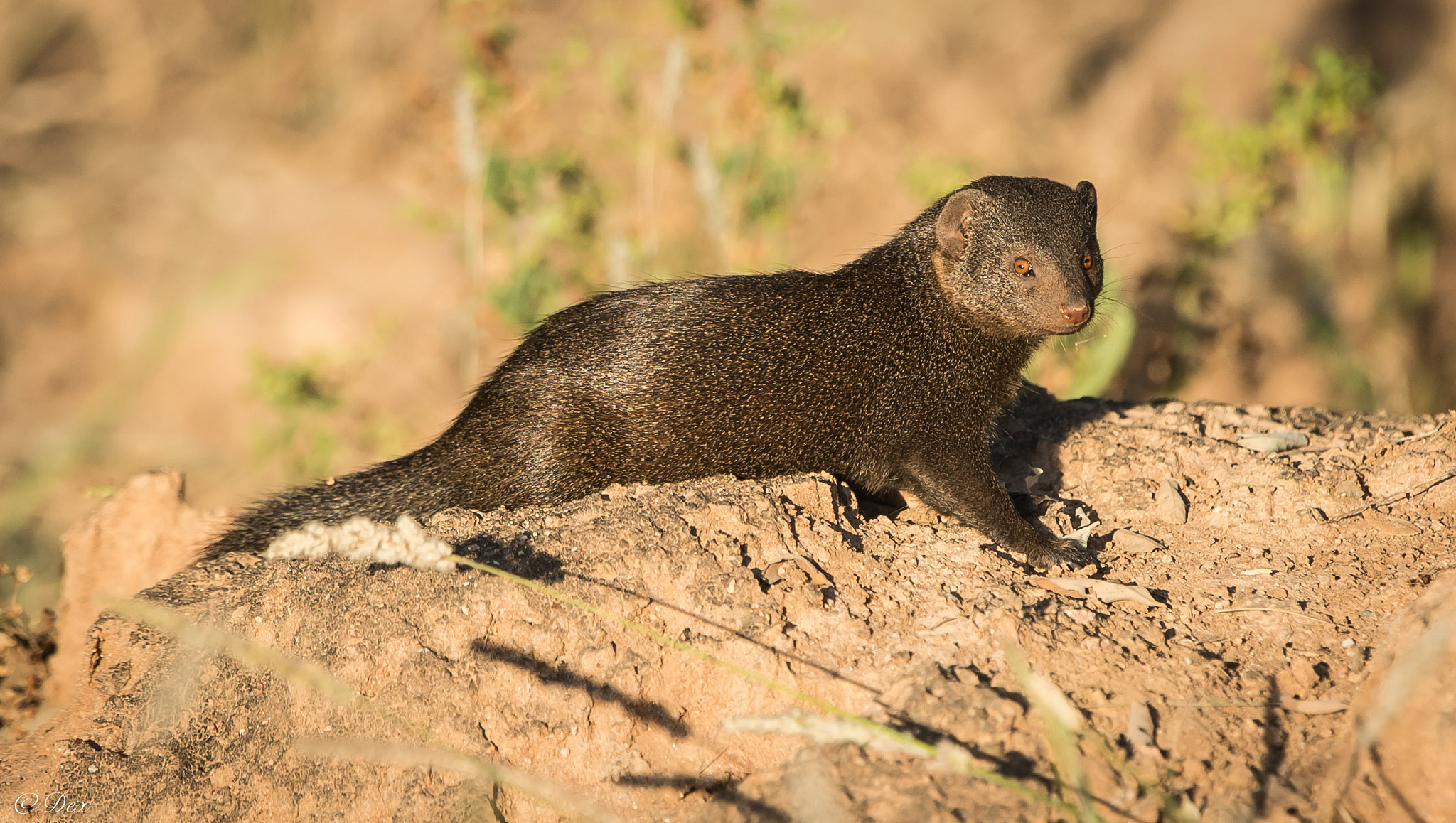 Nikon D4 sample photo. Dwarf mongoose photography