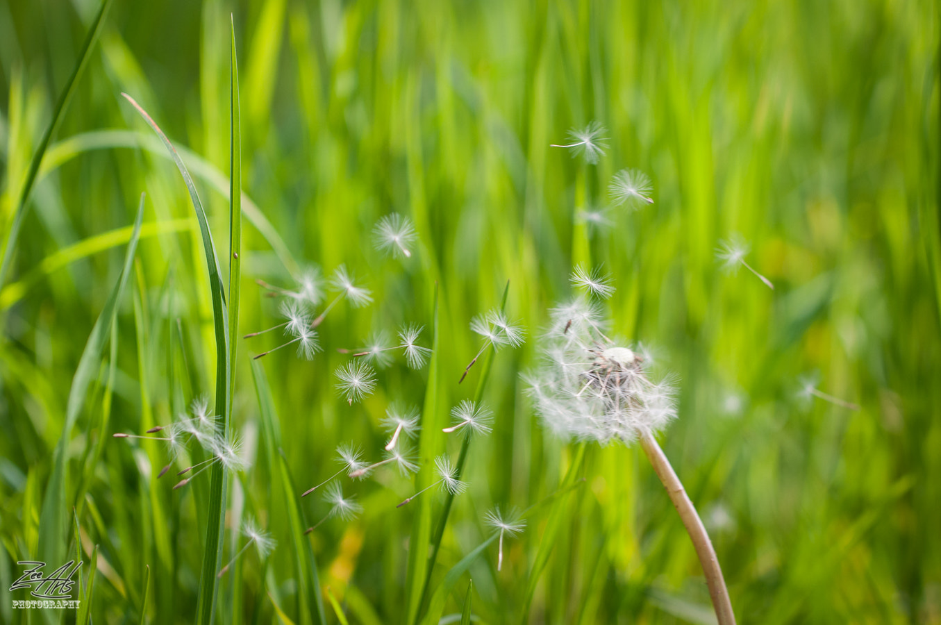Nikon D300S sample photo. Dandelion photography