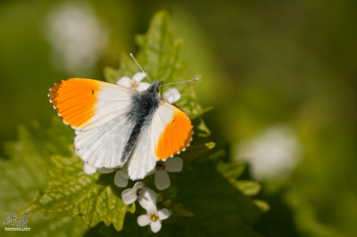 Nikon D300S sample photo. Butterfly photography
