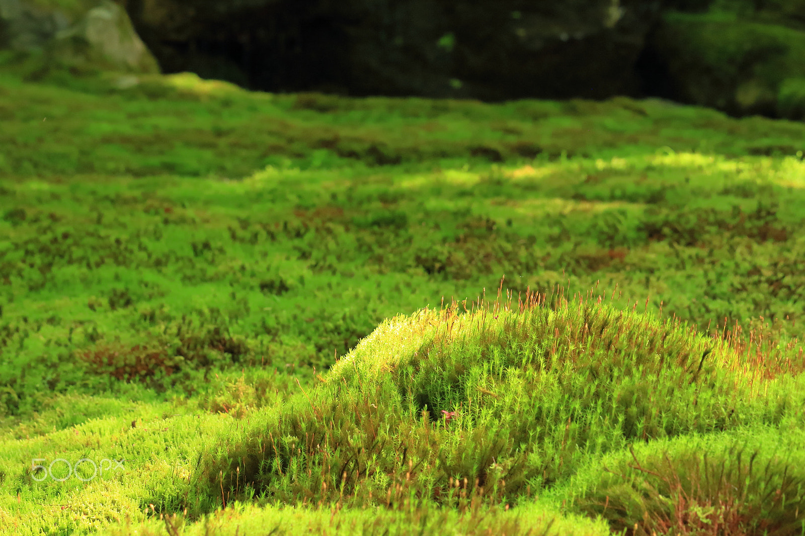 Canon EOS 100D (EOS Rebel SL1 / EOS Kiss X7) sample photo. Moss photography