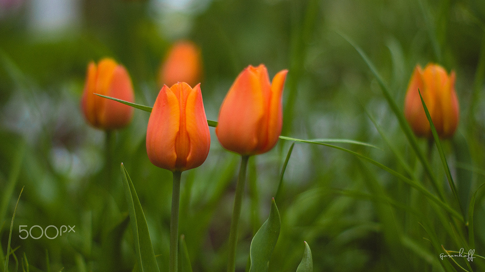 Sony SLT-A35 + Sony DT 50mm F1.8 SAM sample photo. Tulips photography