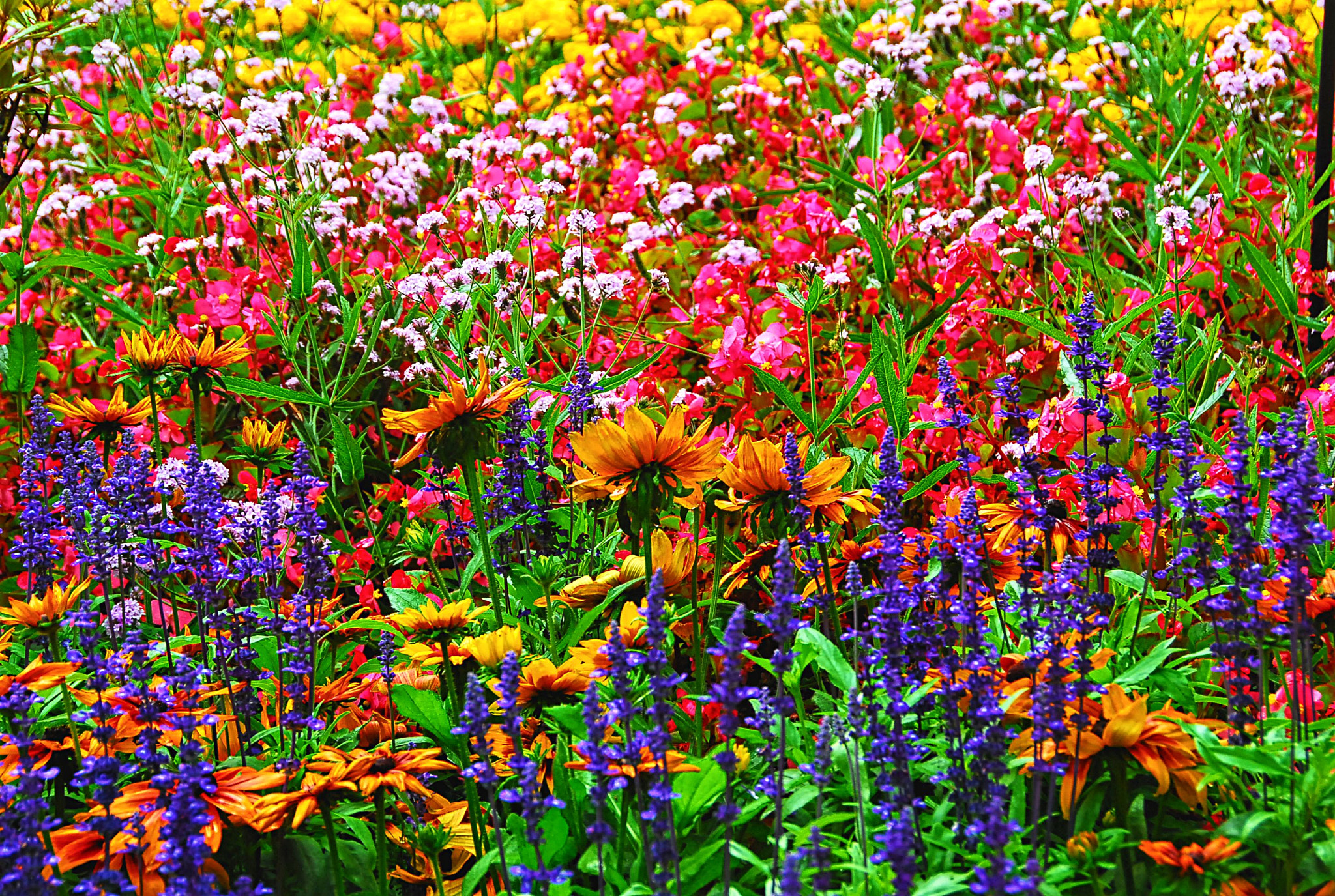 Nikon D200 sample photo. Flowers explosion photography