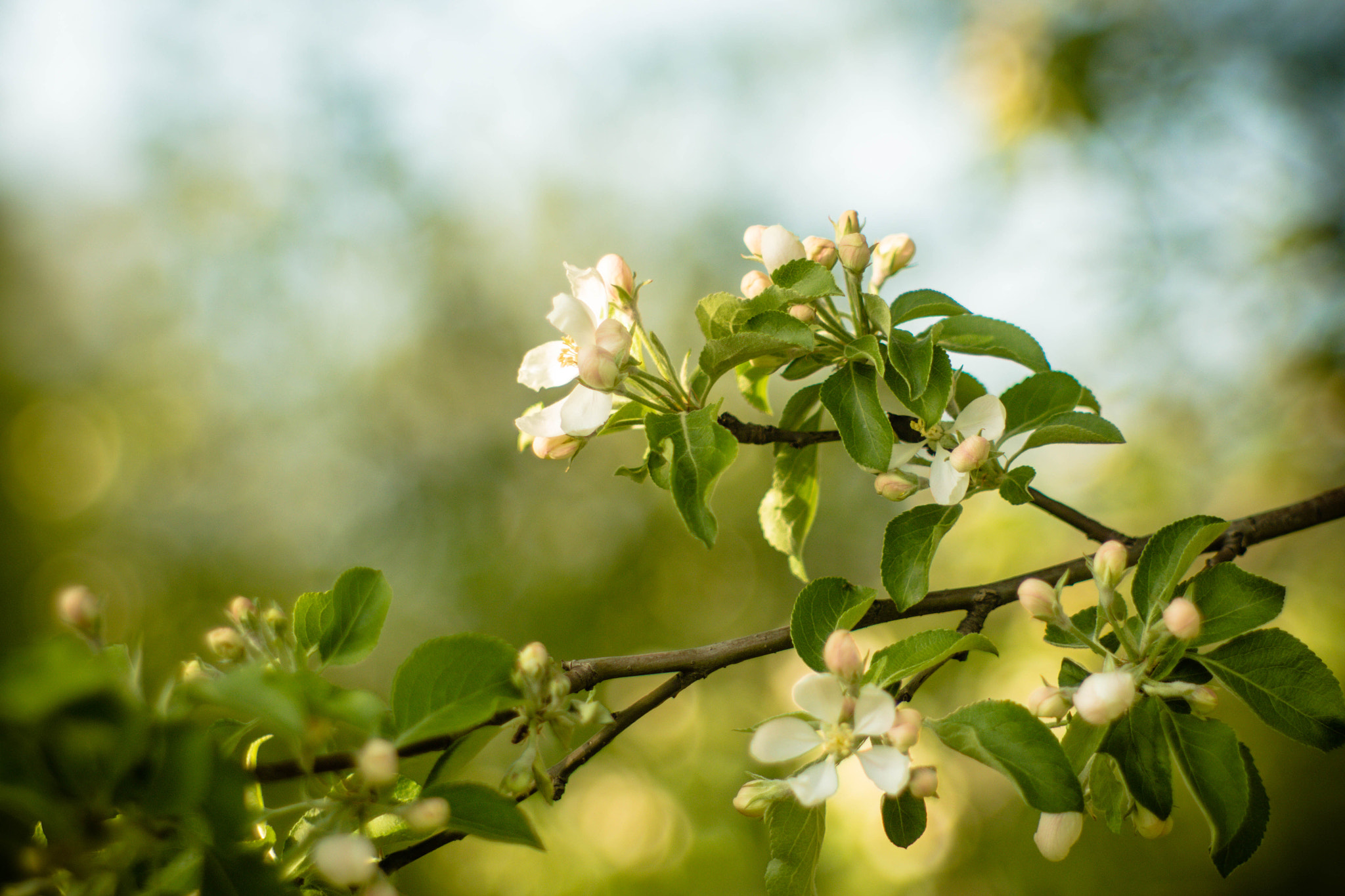 Canon EF 35-80mm f/4-5.6 sample photo