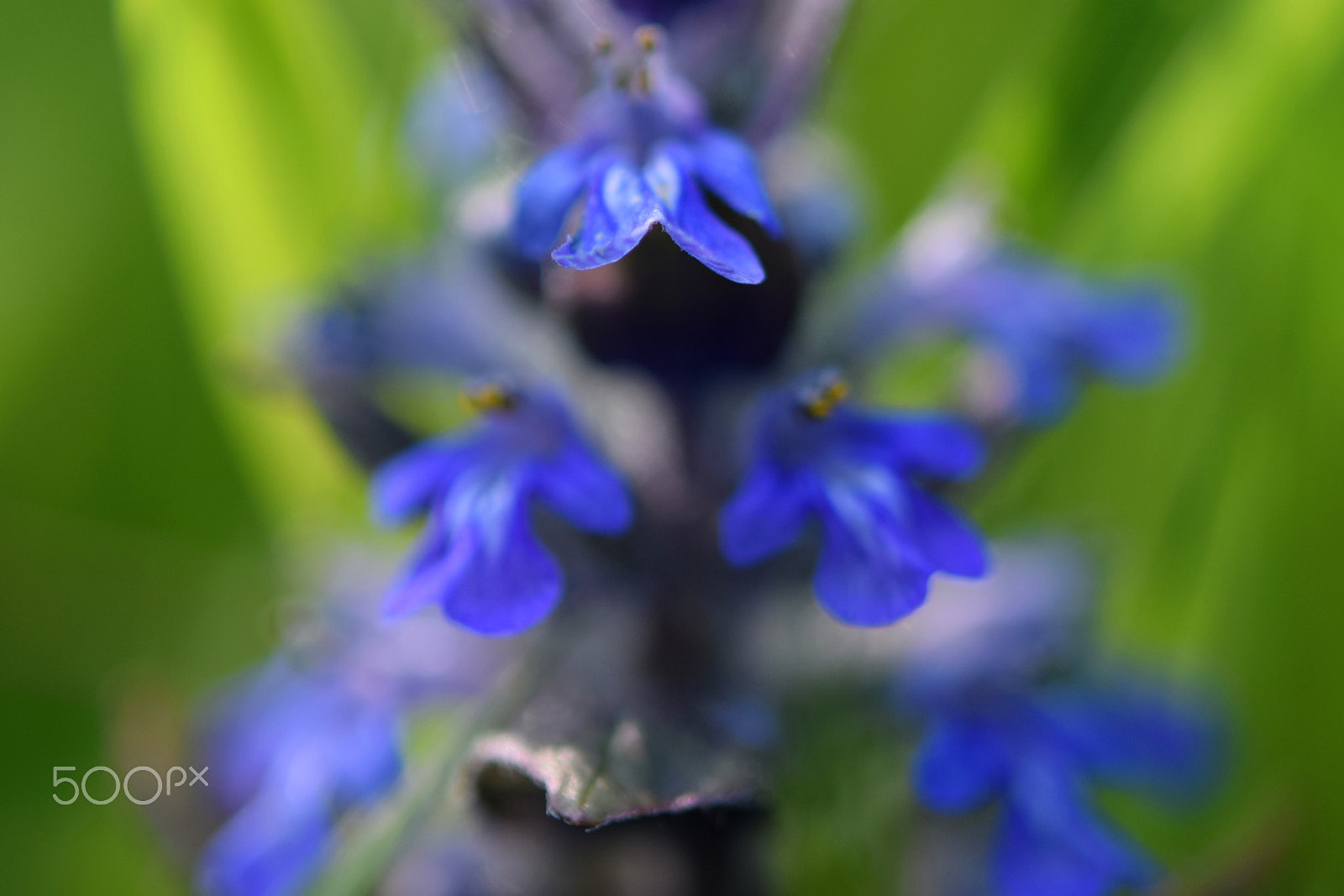 Nikon AF-S Micro-Nikkor 60mm F2.8G ED sample photo. Blue flower photography