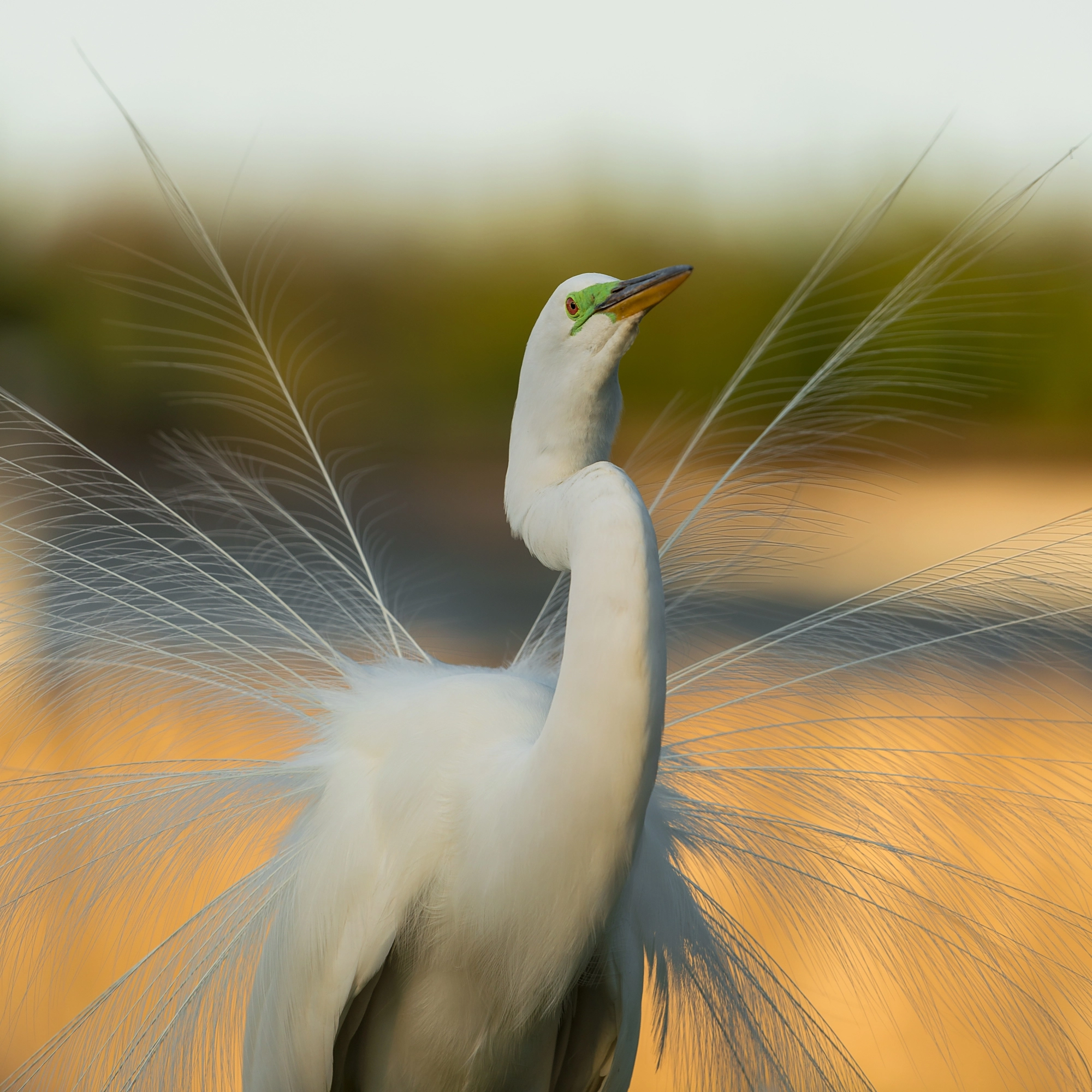 Nikon Nikkor AF-S 300mm F4E PF ED VR sample photo. Great egret (ardea alba) photography