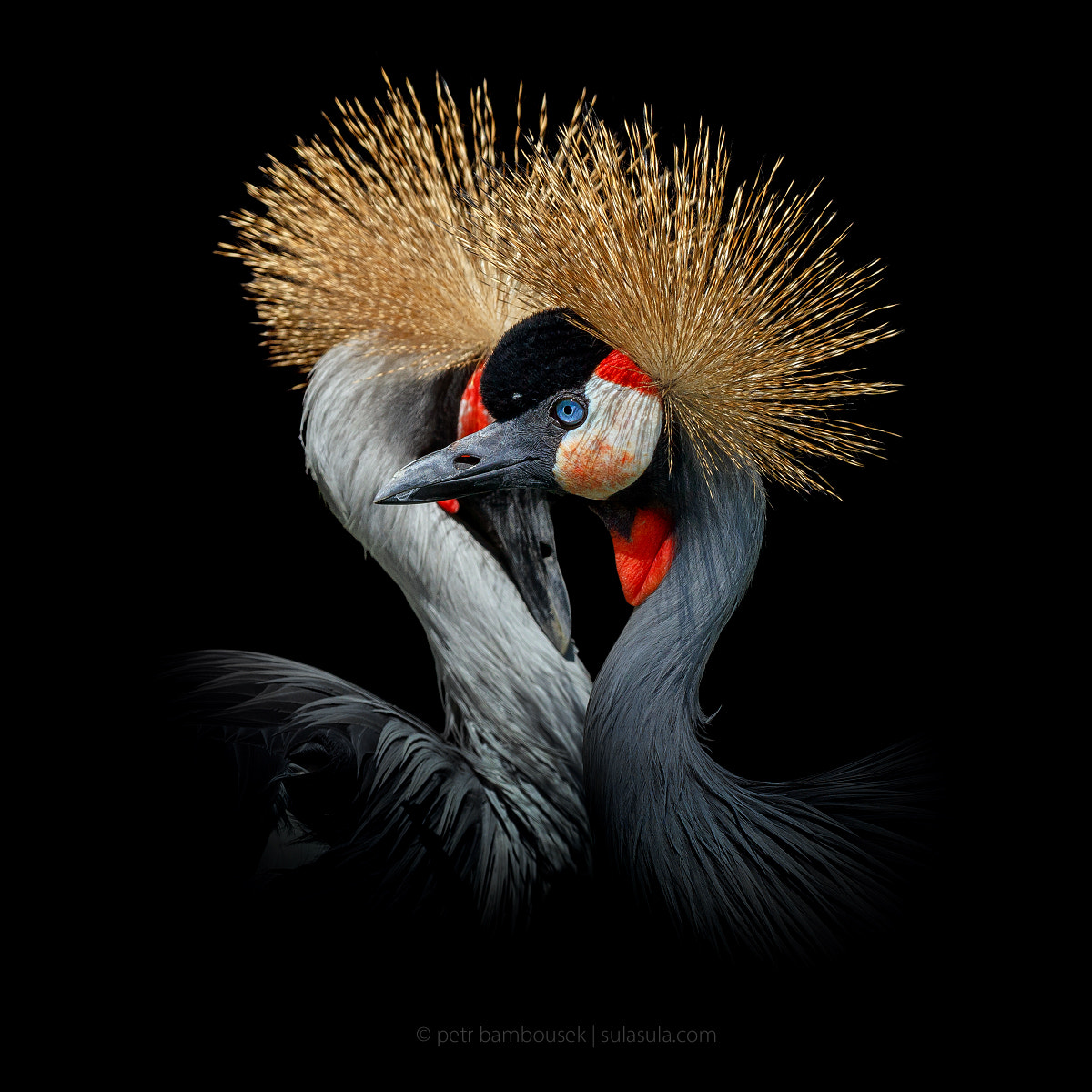 Canon EOS 5DS + Canon EF 300mm F2.8L IS II USM sample photo. Crowned cranes | zoo plzen photography