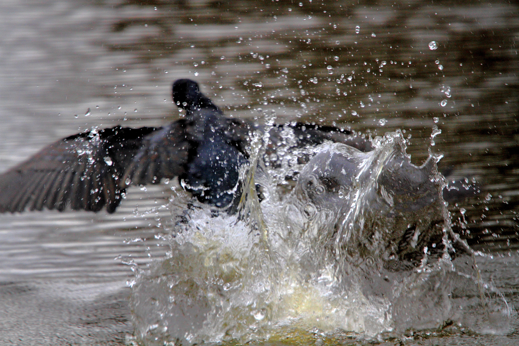 Canon EF 70-200mm F4L IS USM sample photo. I'm outta here photography