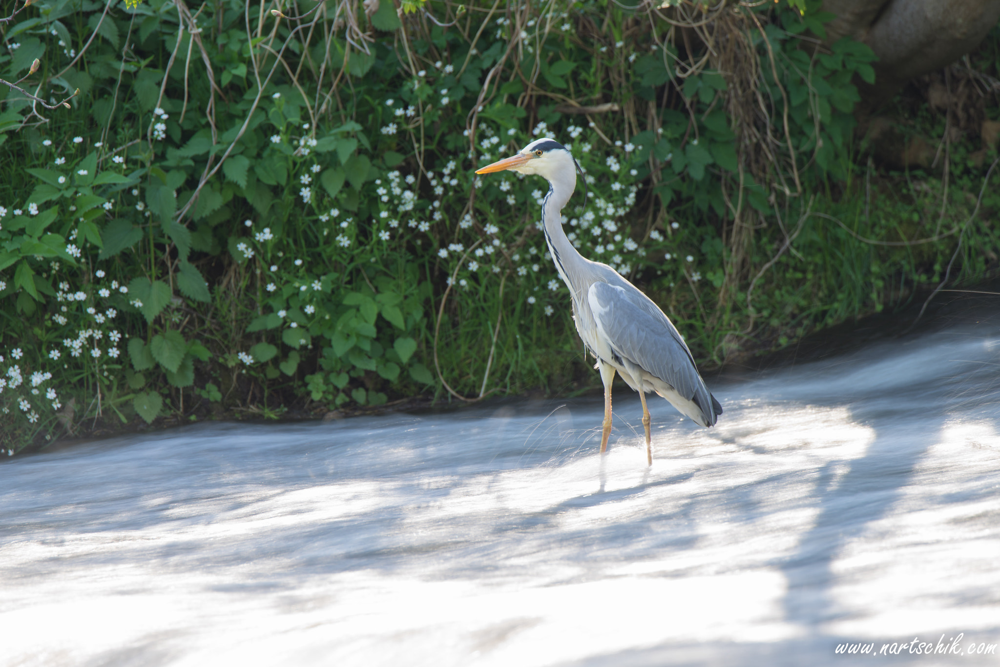 Sony a7R + Tamron SP 150-600mm F5-6.3 Di VC USD sample photo. Graureiher lat. ardea cinerea photography