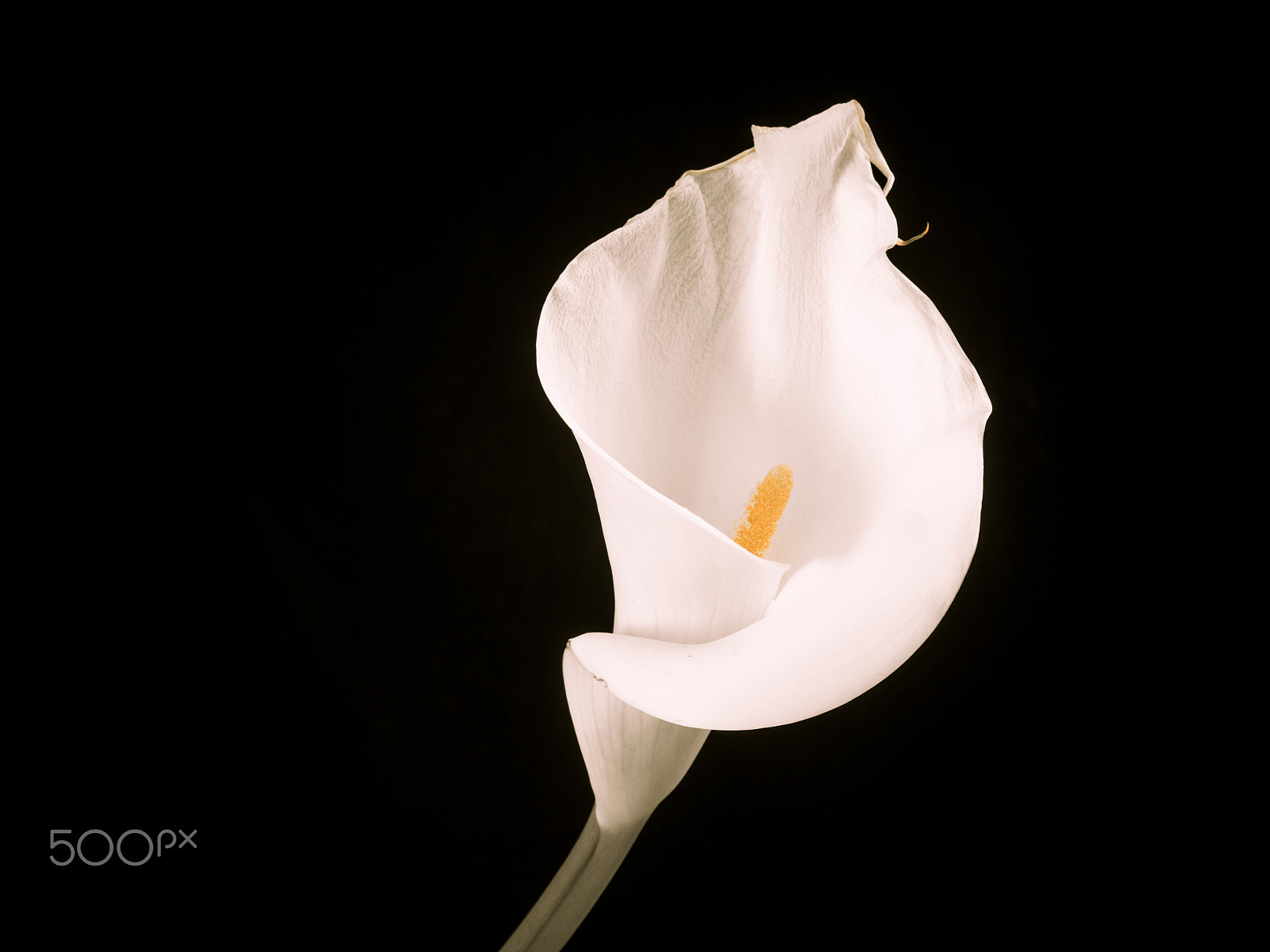Olympus OM-D E-M1 sample photo. Calla lily photography