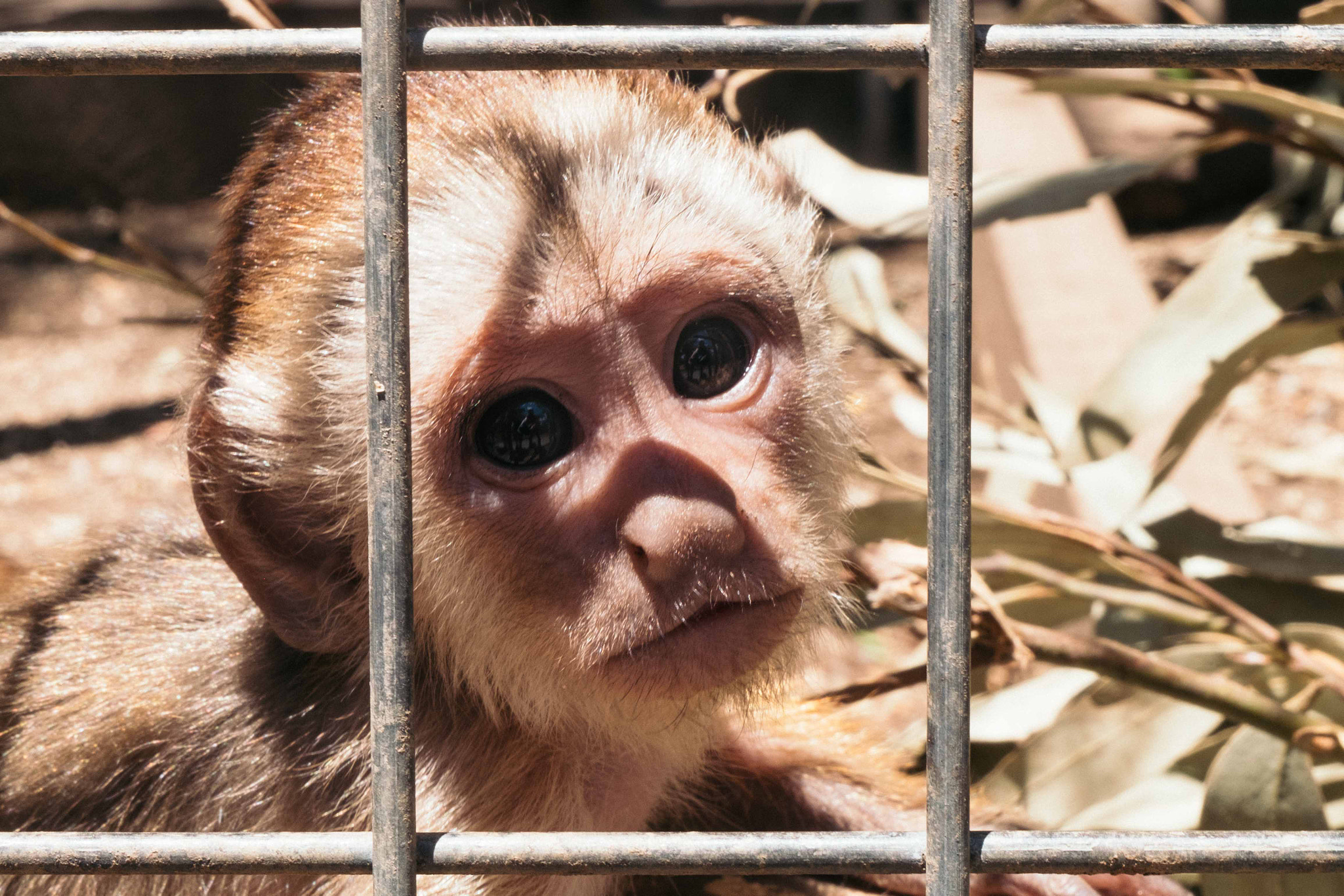 Fujifilm X-M1 + Fujifilm XC 16-50mm F3.5-5.6 OIS II sample photo. Gorge wildlife park photography