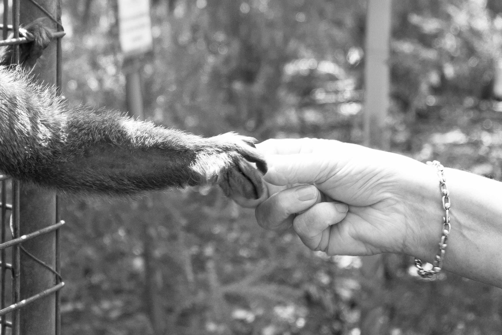 Fujifilm X-M1 + Fujifilm XC 16-50mm F3.5-5.6 OIS II sample photo. Gorge wildlife park photography