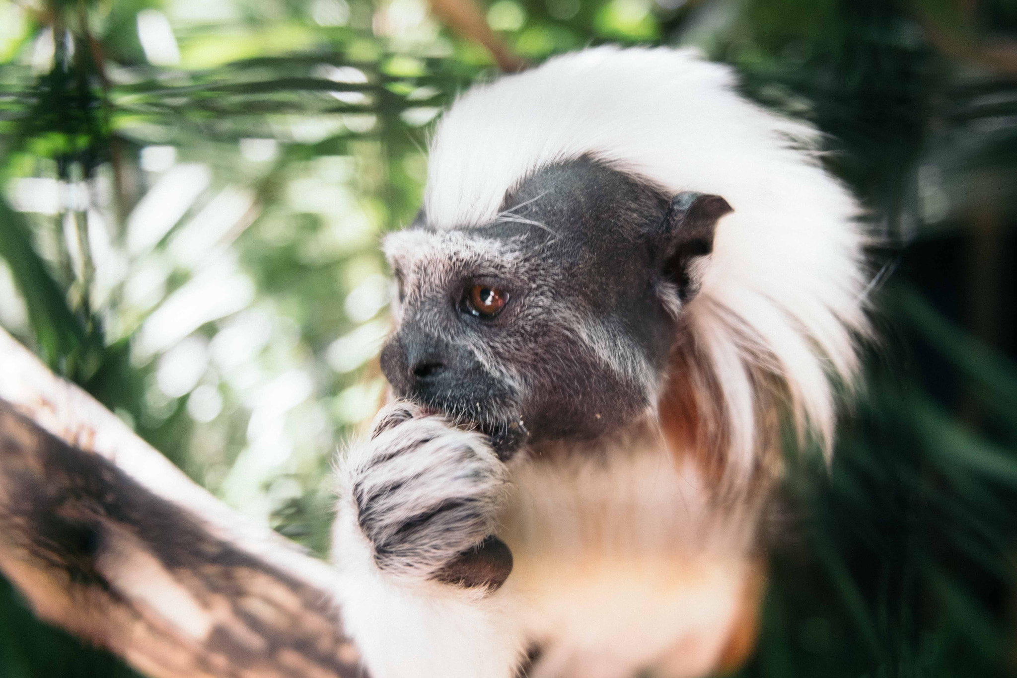 Fujifilm X-M1 + Fujifilm XC 16-50mm F3.5-5.6 OIS II sample photo. Gorge wildlife park photography