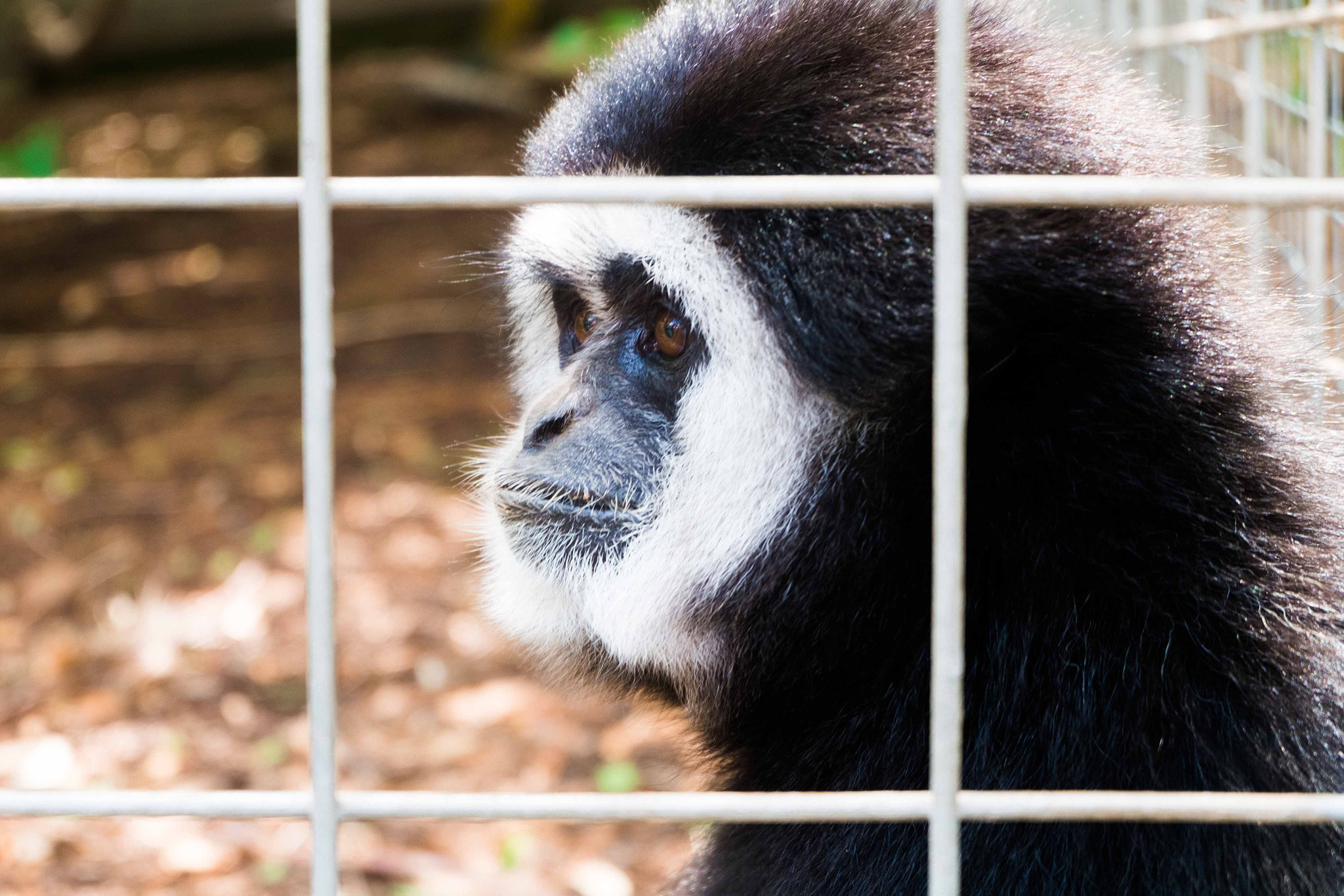 Fujifilm X-M1 + Fujifilm XC 16-50mm F3.5-5.6 OIS II sample photo. Gorge wildlife park photography