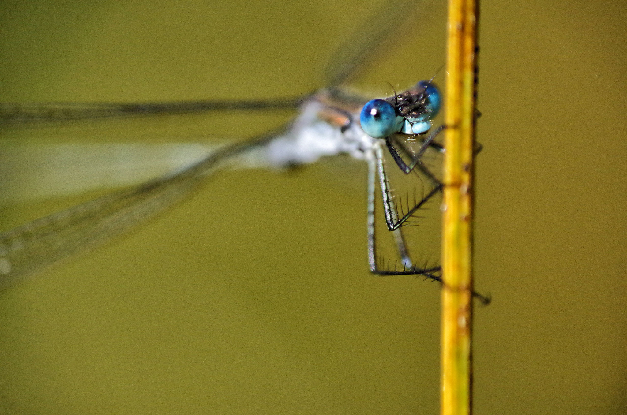 smc PENTAX-DA L 50-200mm F4-5.6 ED sample photo. Mr blue eyes photography
