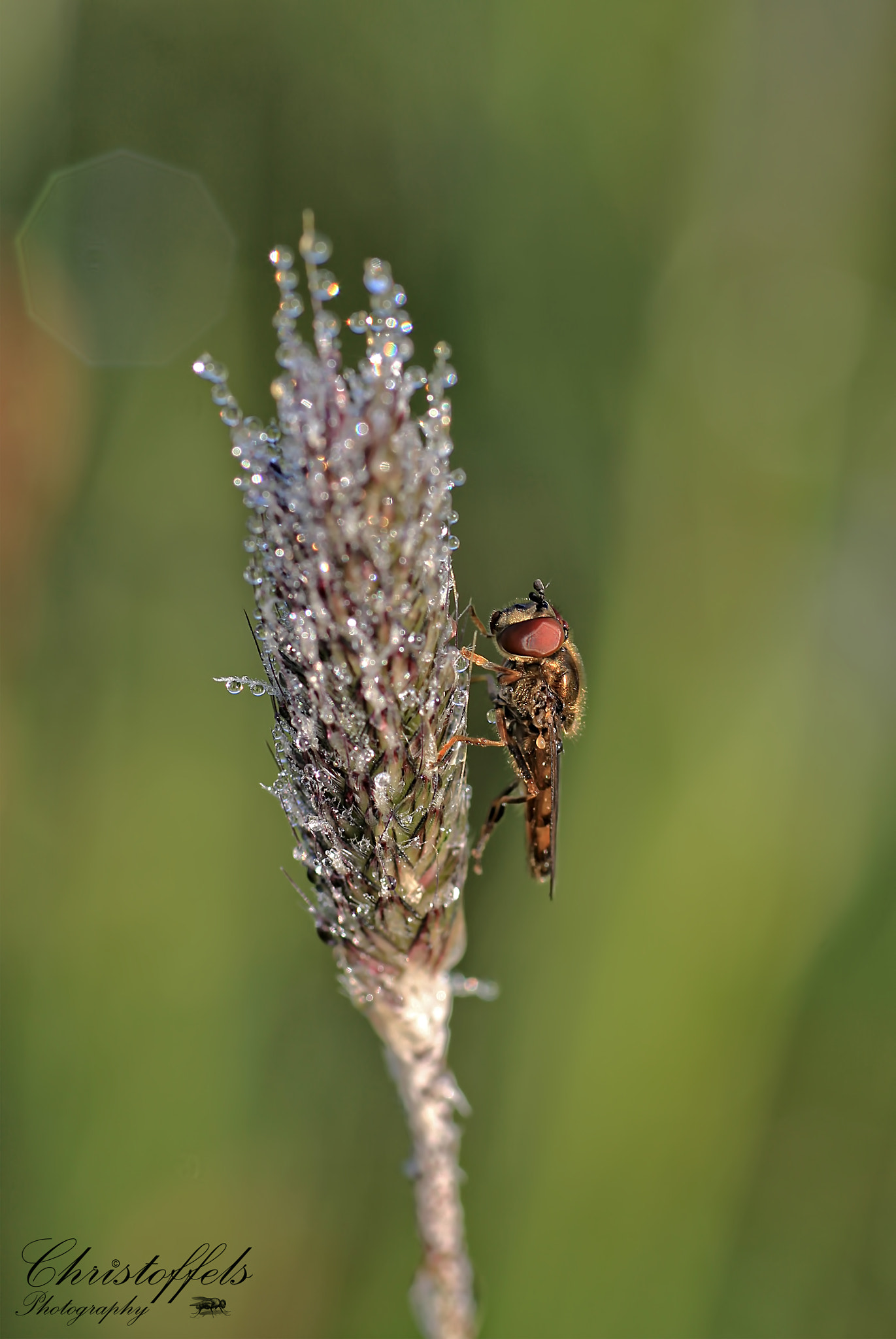 Canon EOS 60D + Sigma 70mm F2.8 EX DG Macro sample photo. Waking up photography