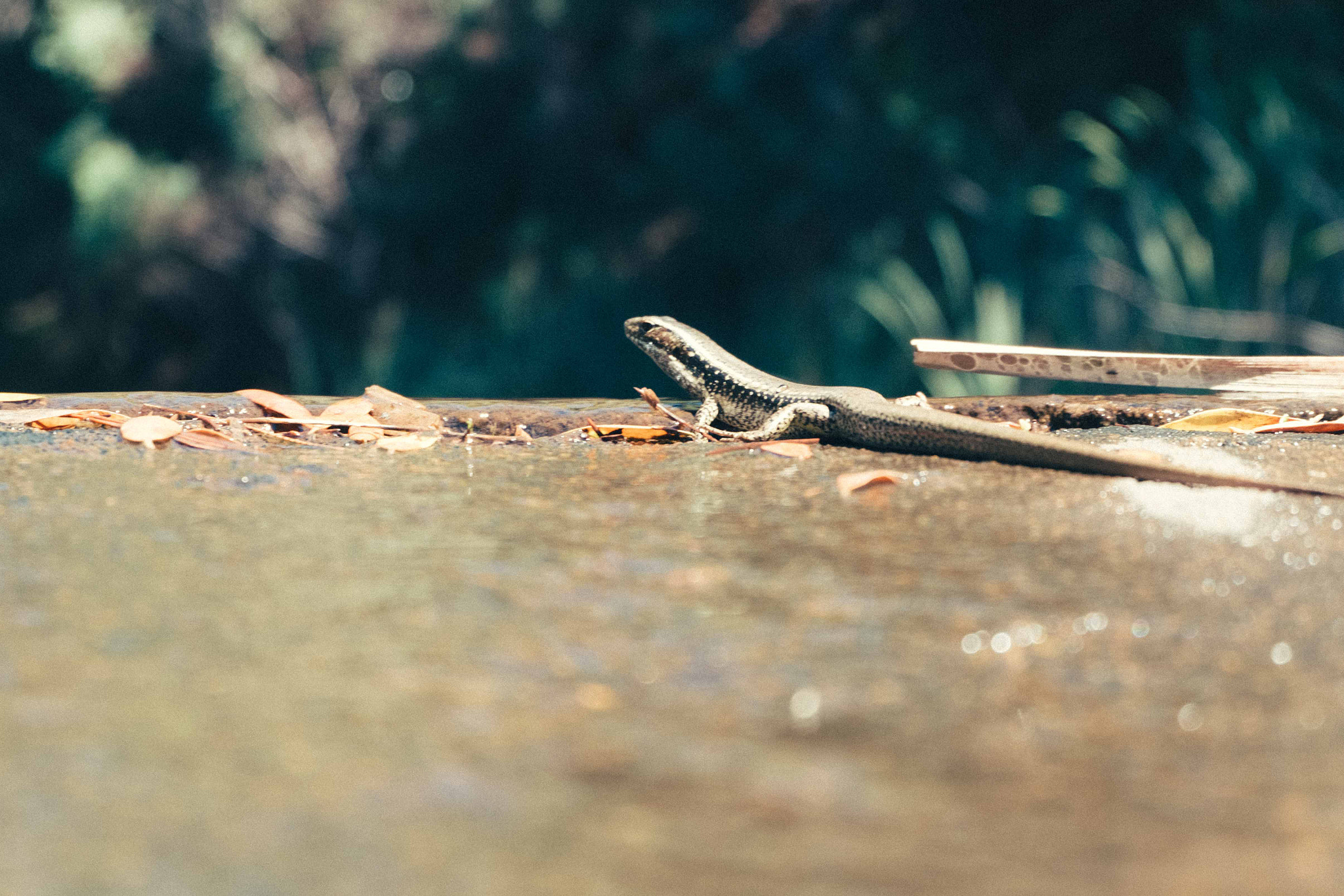 Fujifilm X-M1 + Fujifilm XC 16-50mm F3.5-5.6 OIS II sample photo. Waterfall gully photography