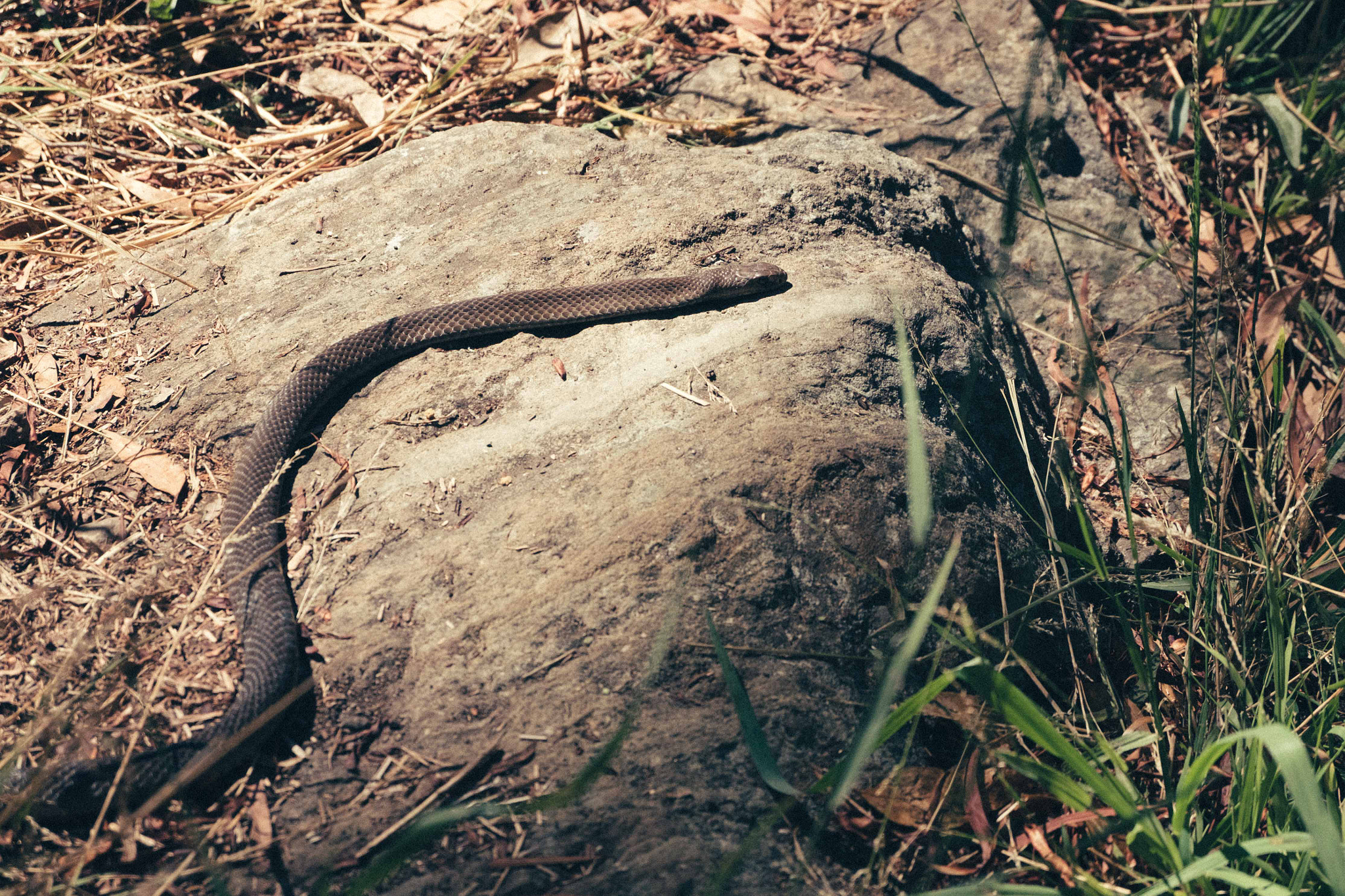 Fujifilm X-M1 + Fujifilm XC 16-50mm F3.5-5.6 OIS II sample photo. Waterfall gully photography