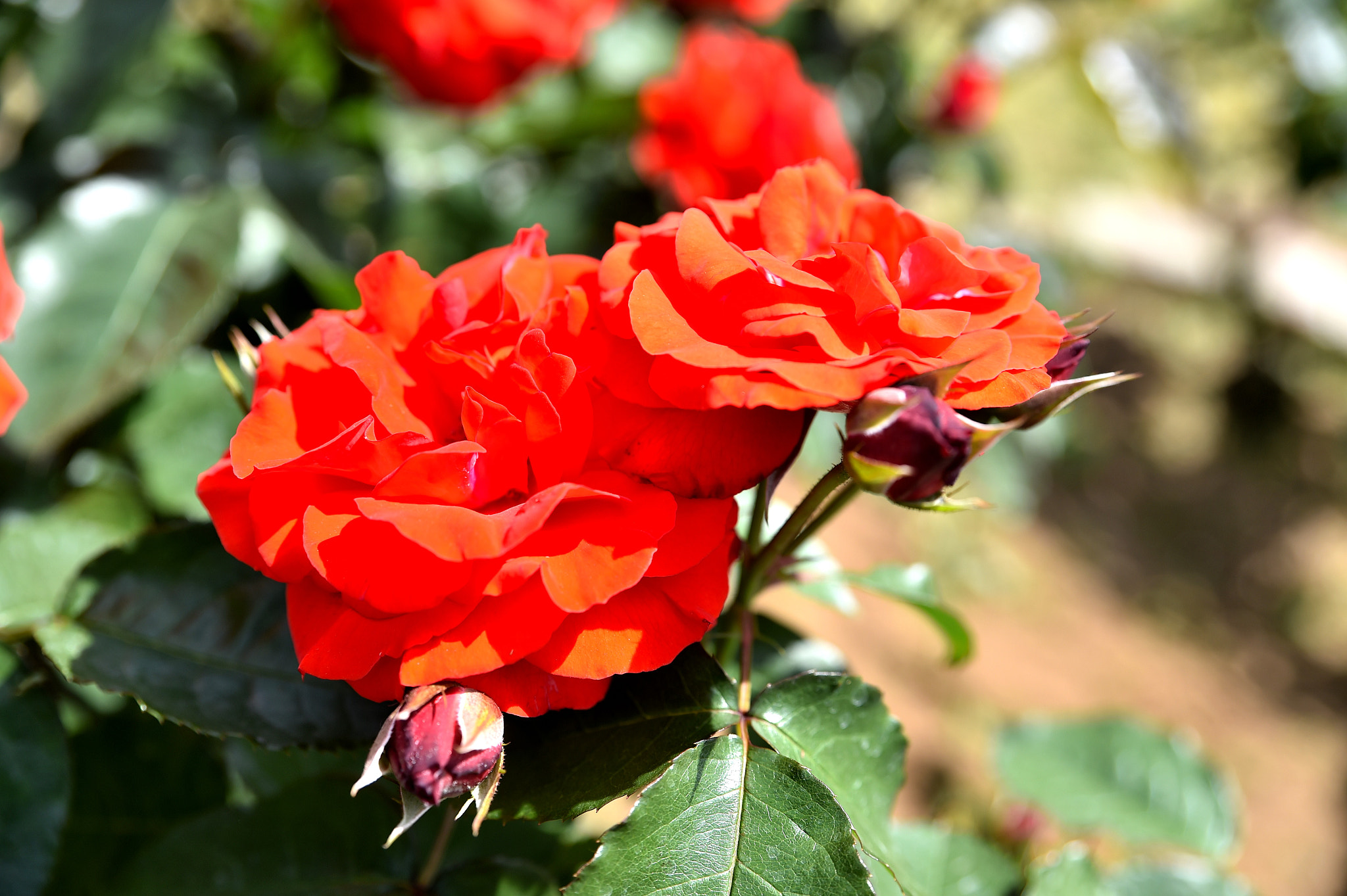 Nikon D4S sample photo. バラ photography