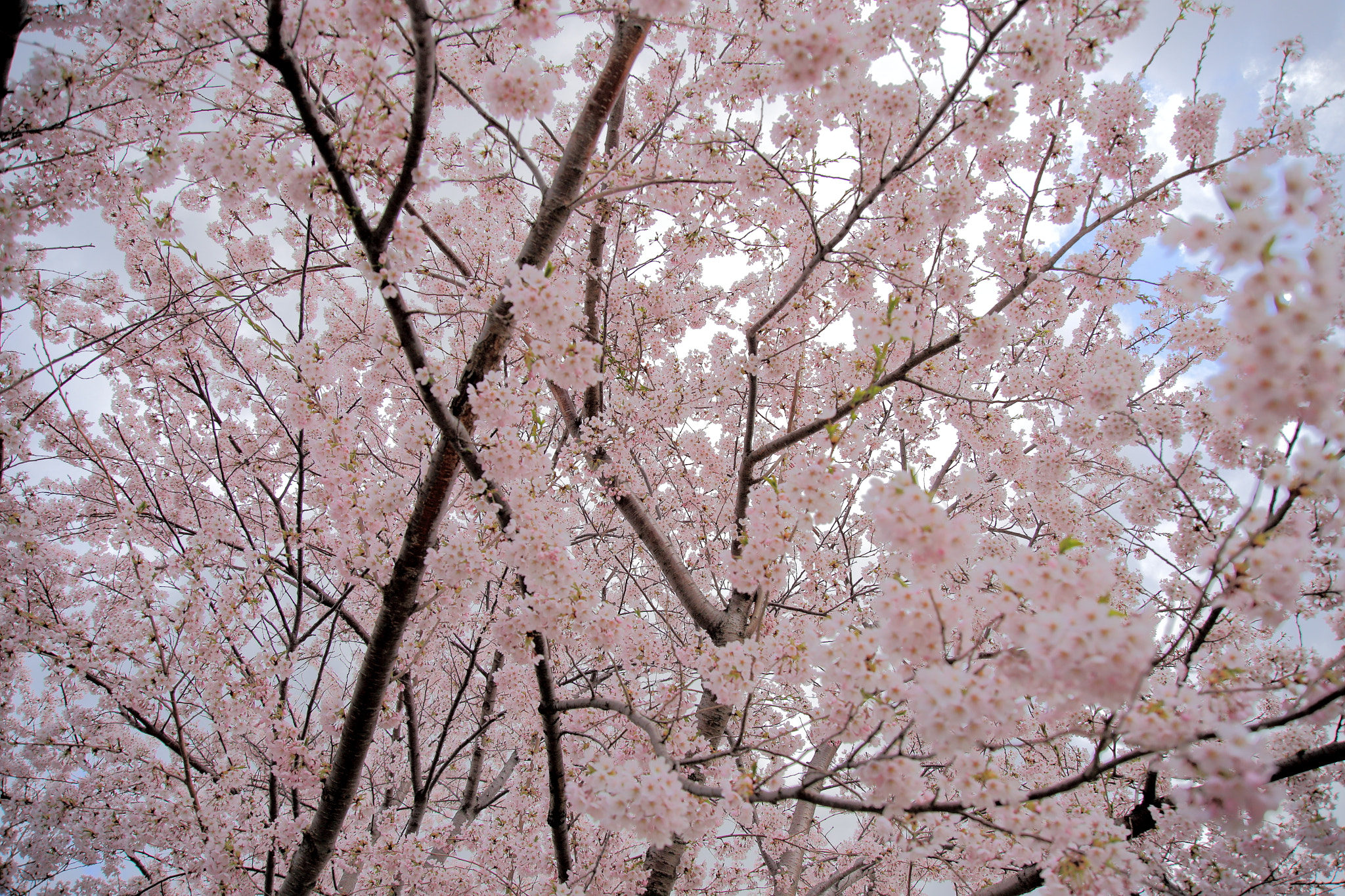 Canon EOS 6D + Canon EF 500mm F4L IS USM sample photo. Cherry blossoms 0002 photography