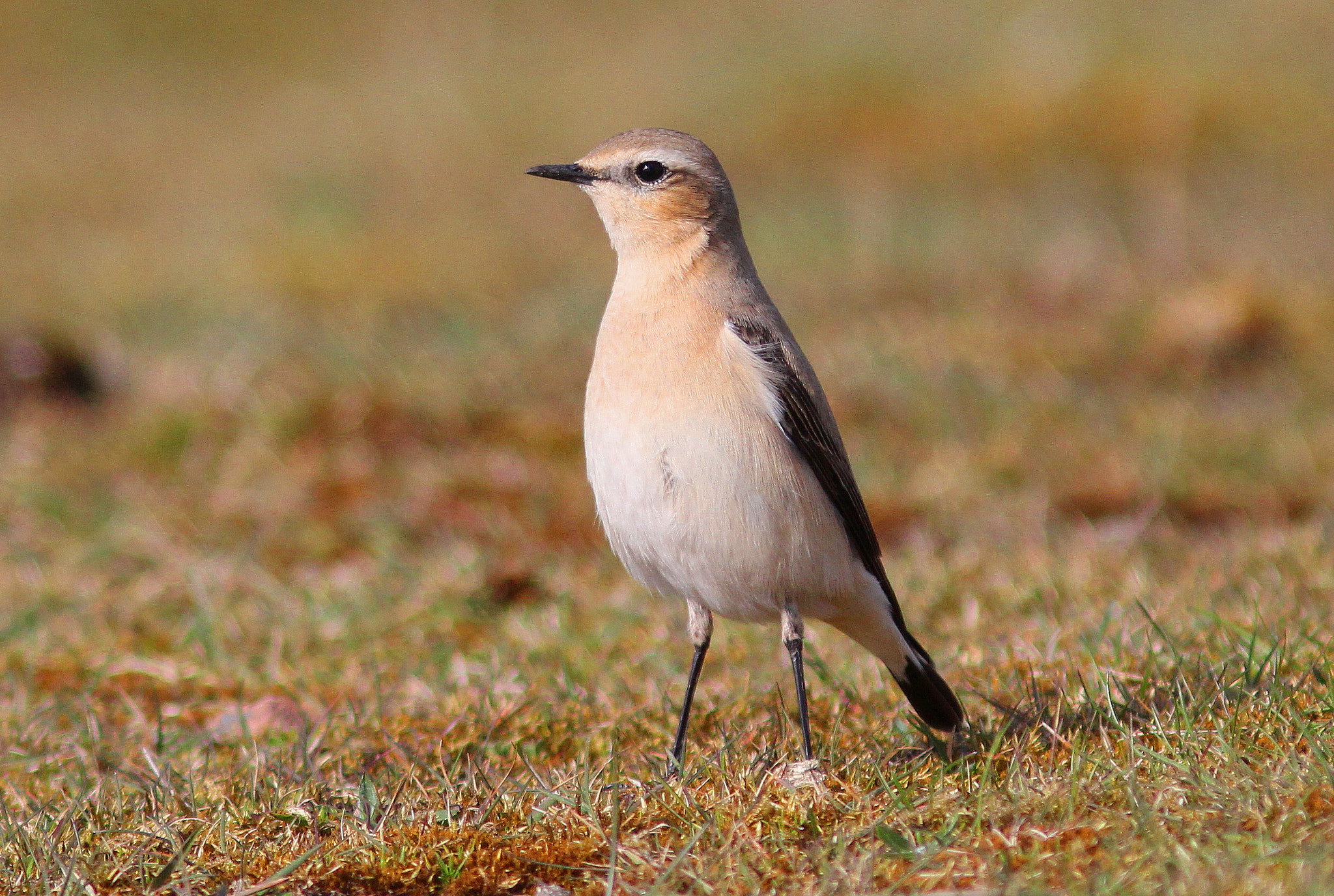 Canon EF 300mm F4L IS USM sample photo. Female wheatear photography