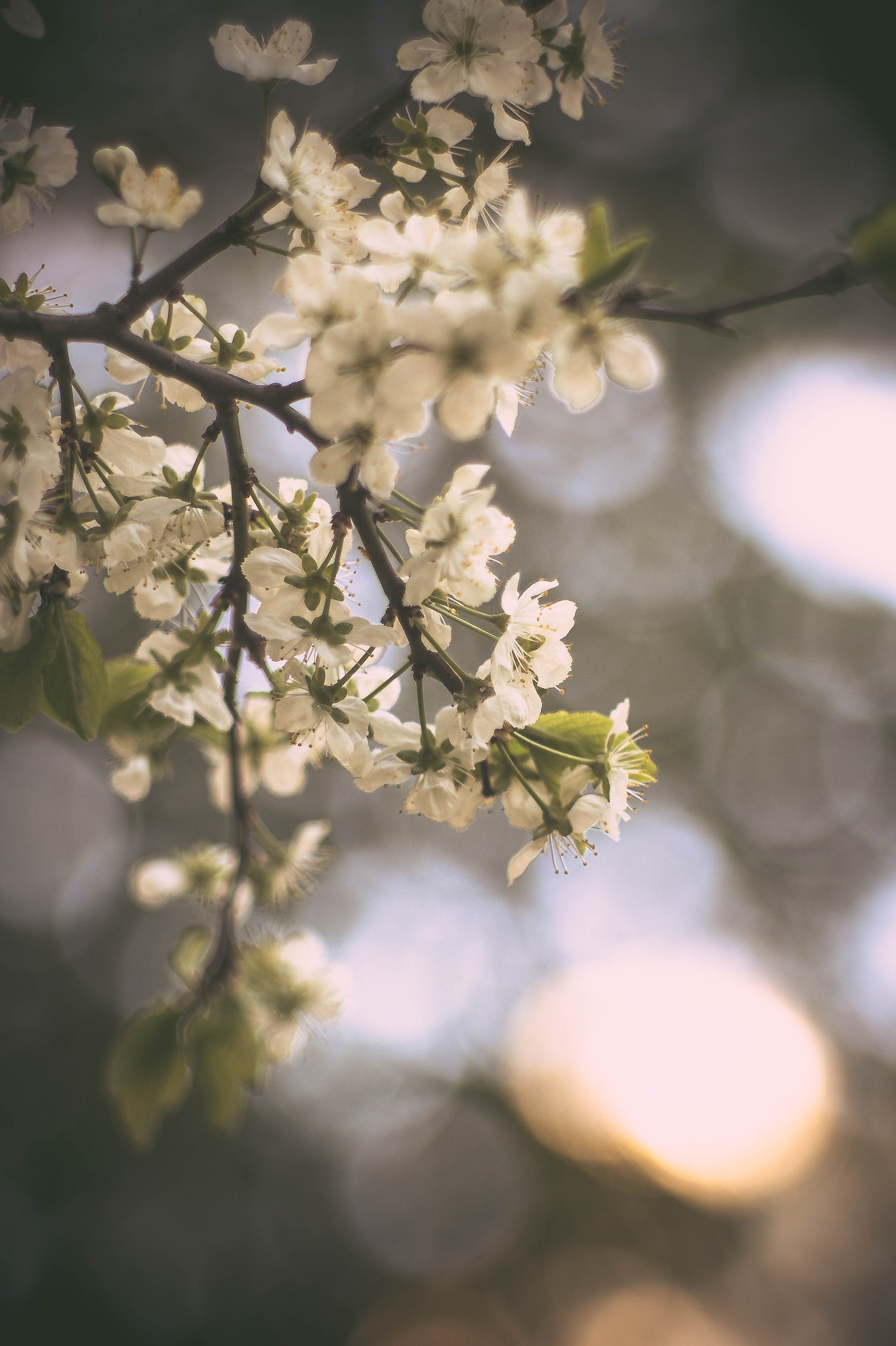 Canon EF 35-80mm f/4-5.6 sample photo