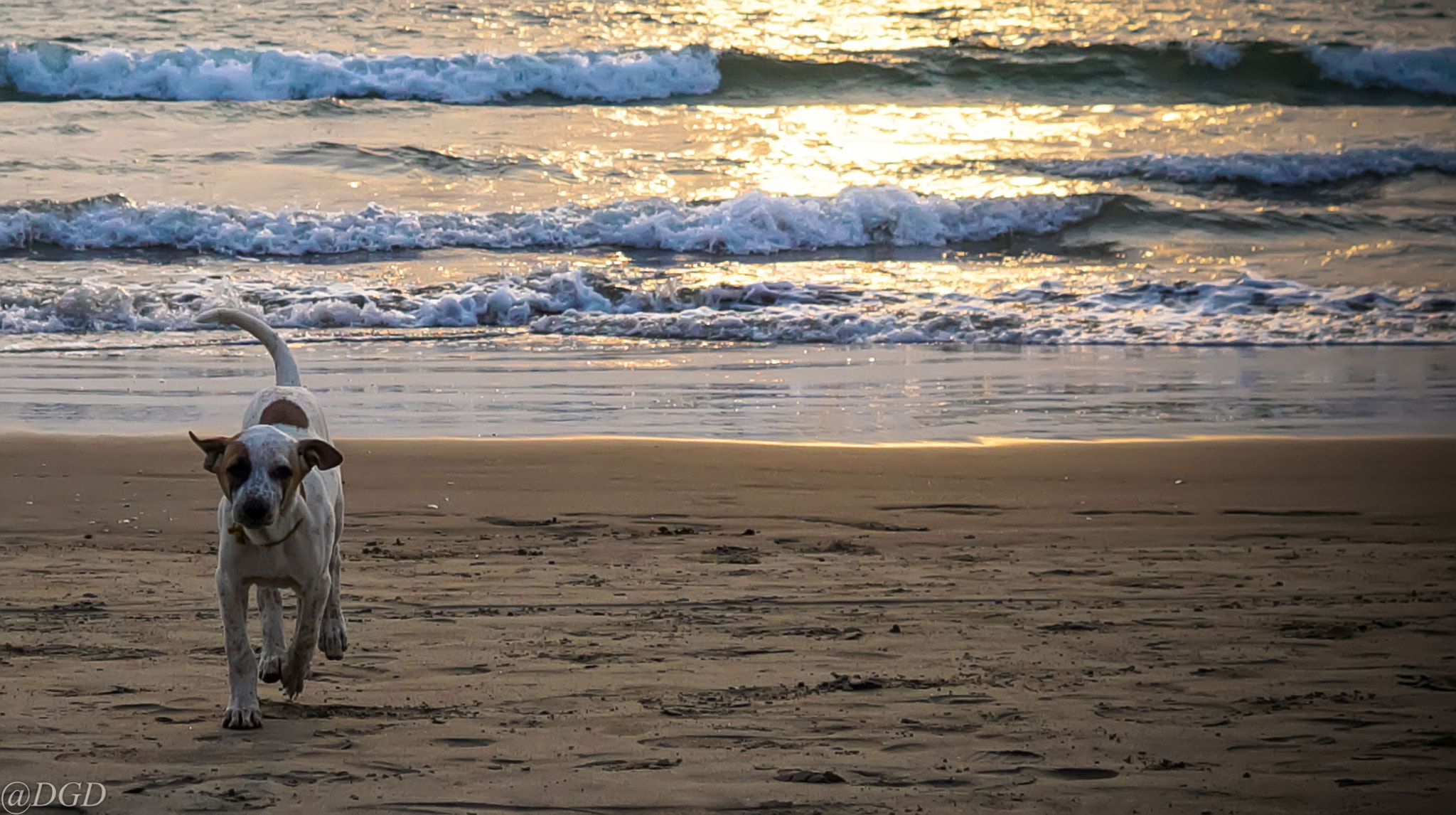 Sony a5100 + Sigma 19mm F2.8 EX DN sample photo. Sunset dog photography