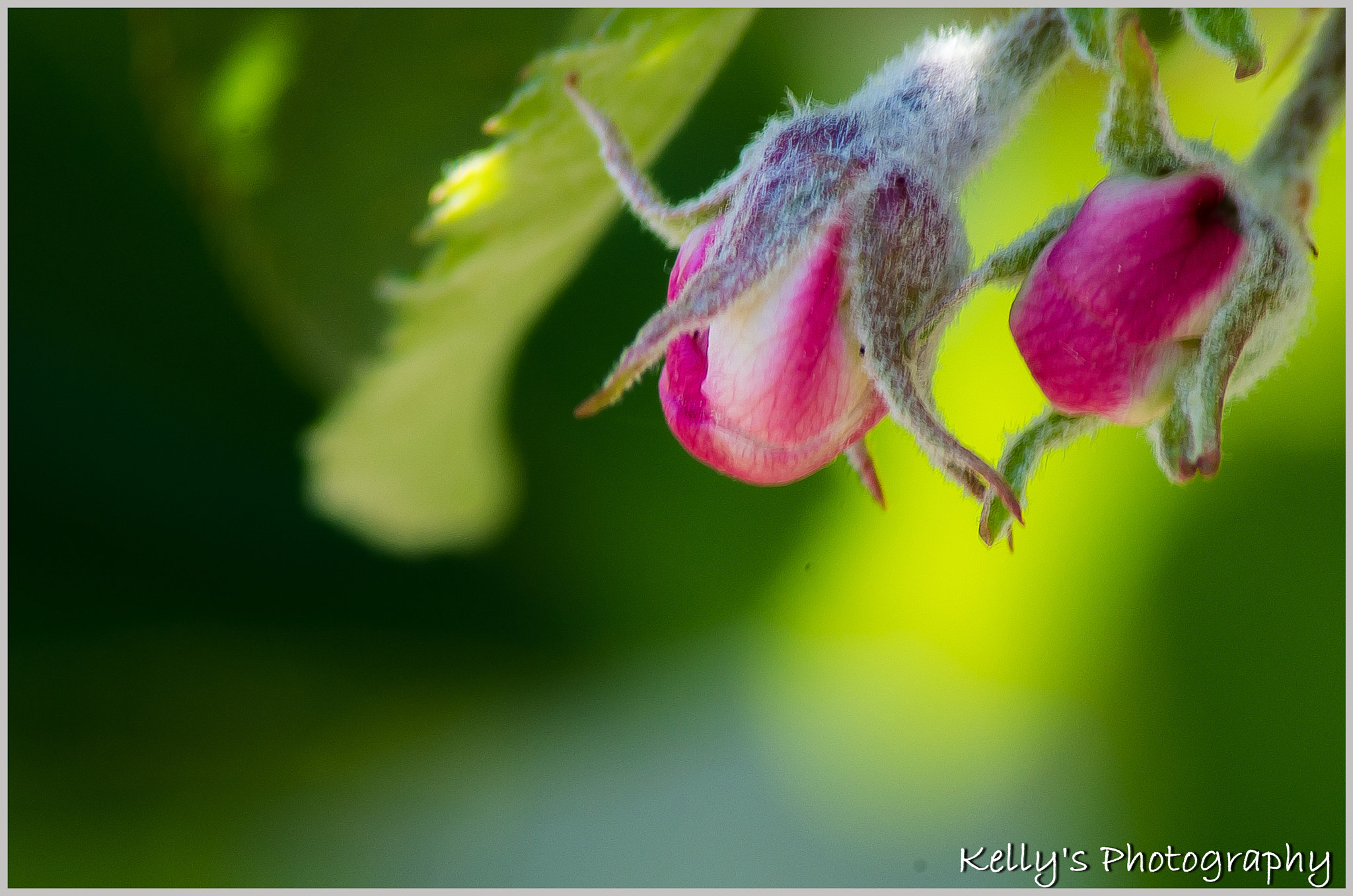 Pentax K-50 + Tamron AF 70-300mm F4-5.6 Di LD Macro sample photo. Rose bud photography