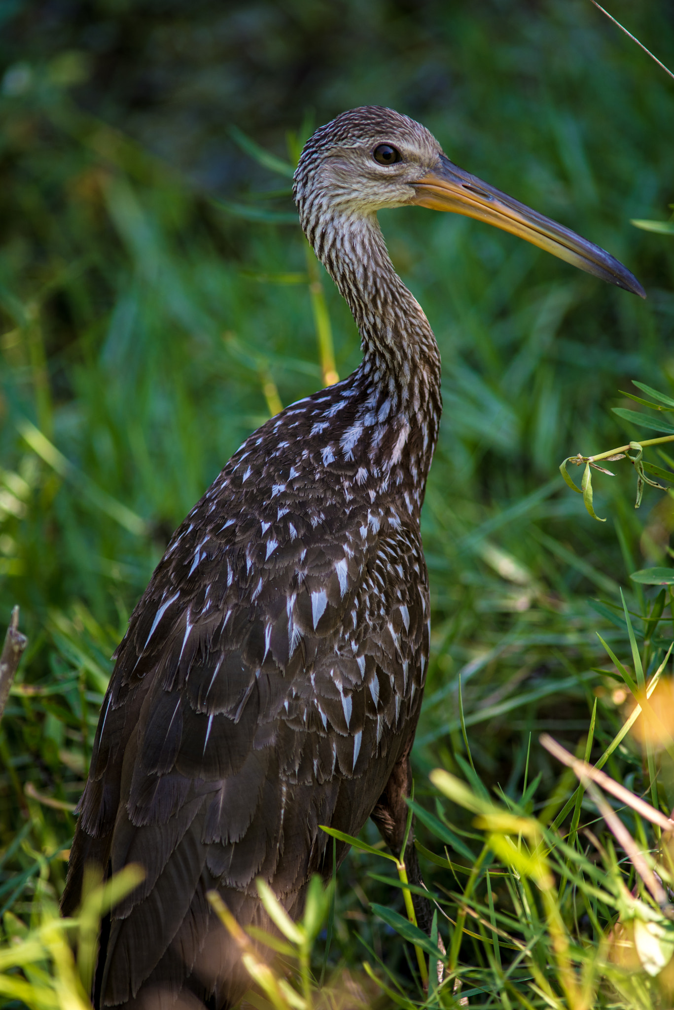 Nikon D610 + AF Nikkor 300mm f/4 IF-ED sample photo. Limpkin in grass photography