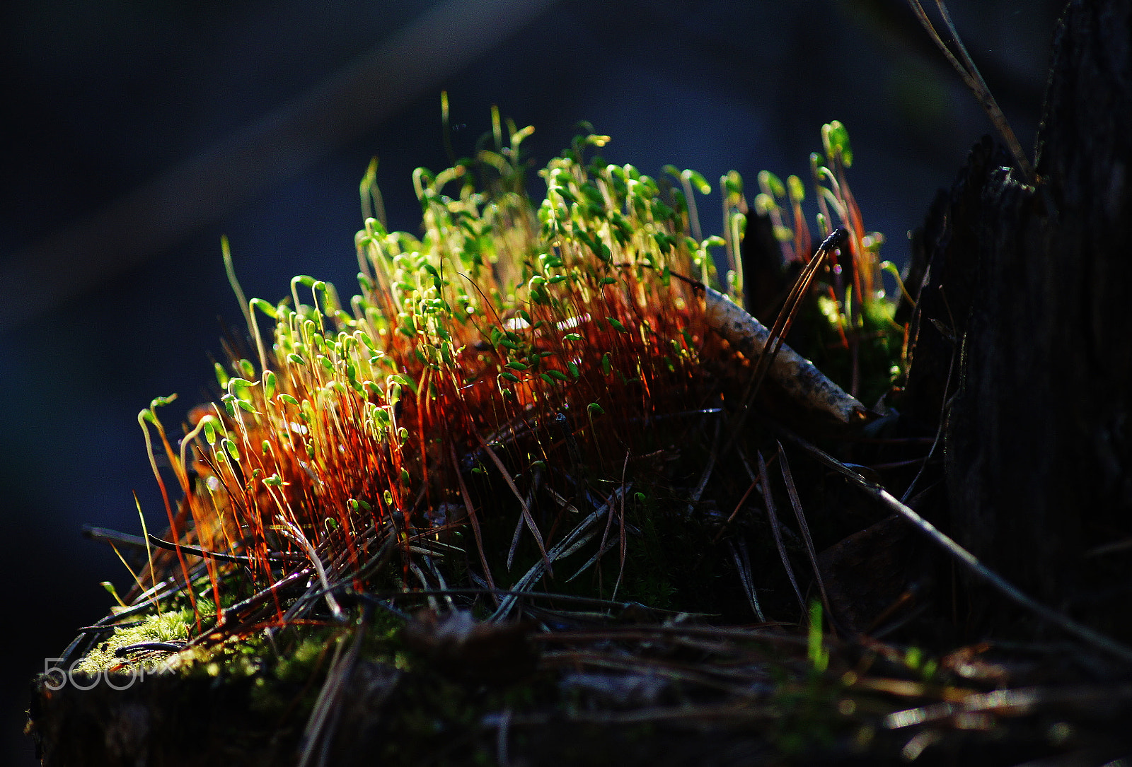 Sony DT 55-200mm F4-5.6 SAM sample photo. Последний луч photography