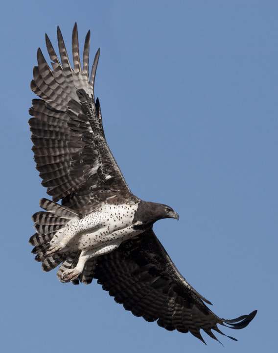 Canon EOS-1D Mark III + Canon EF 500mm F4L IS USM sample photo. The great flight photography