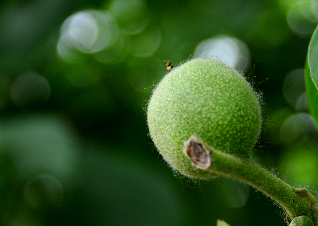 Nikon D300S sample photo. 核桃的童年 photography