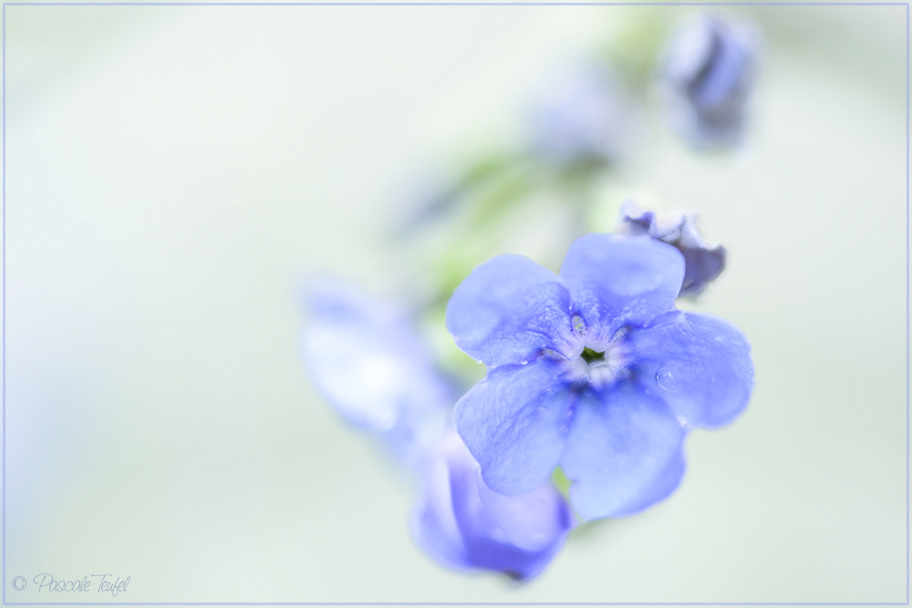 Nikon D5200 + Sigma 150mm F2.8 EX DG Macro HSM sample photo. The tear of the forget me not 勿忘我  on mother's day photography
